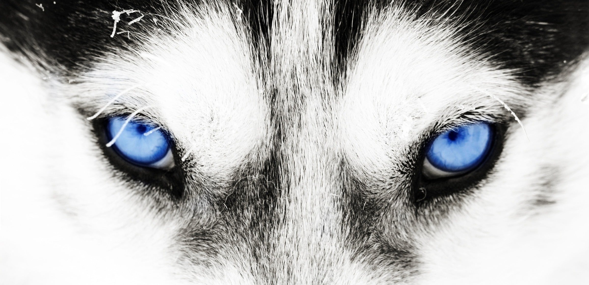 Black Wolf Wall Art collection hero - Husky Blue Eyes