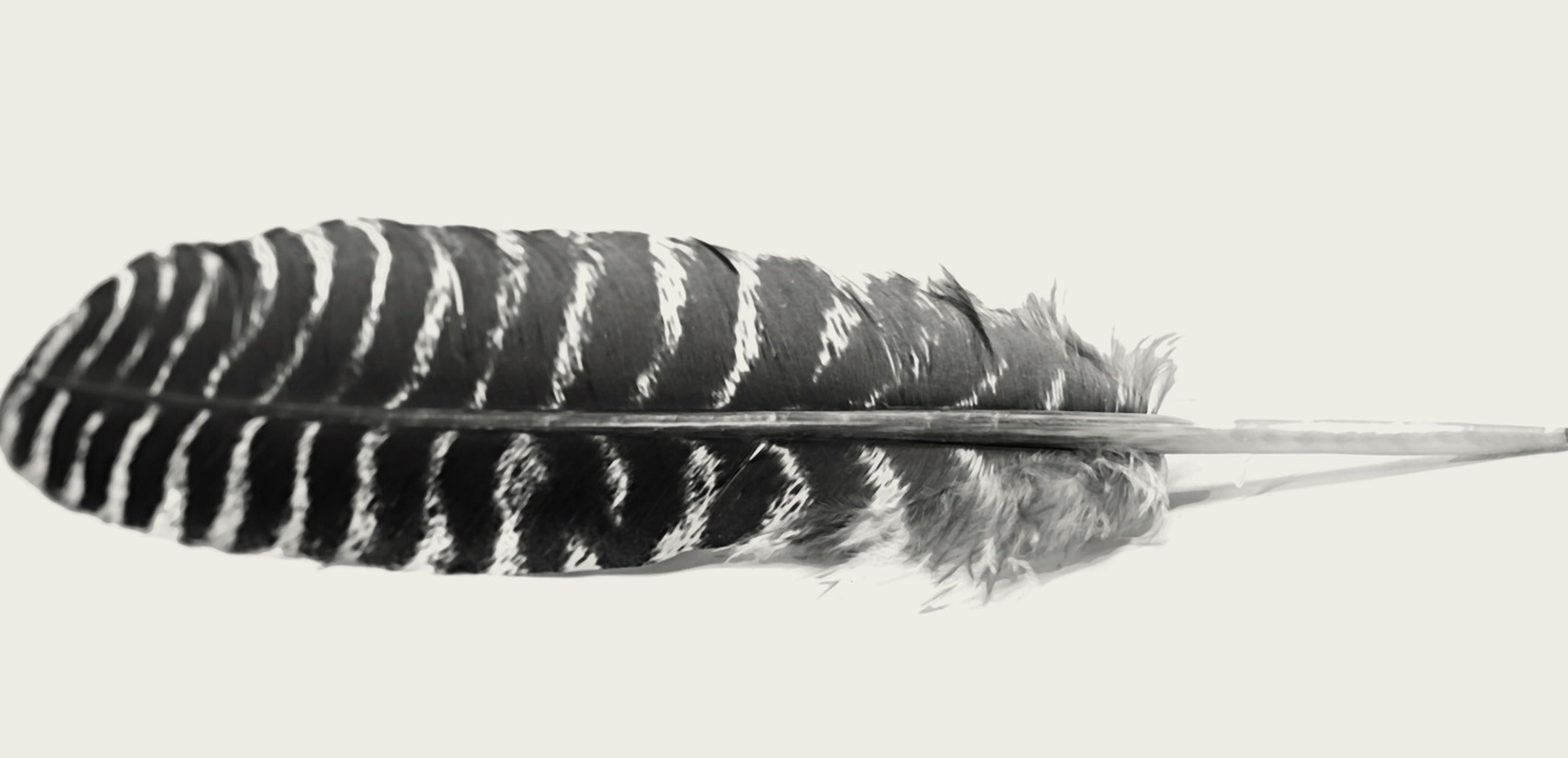 Birds collection hero - Falcon Feather