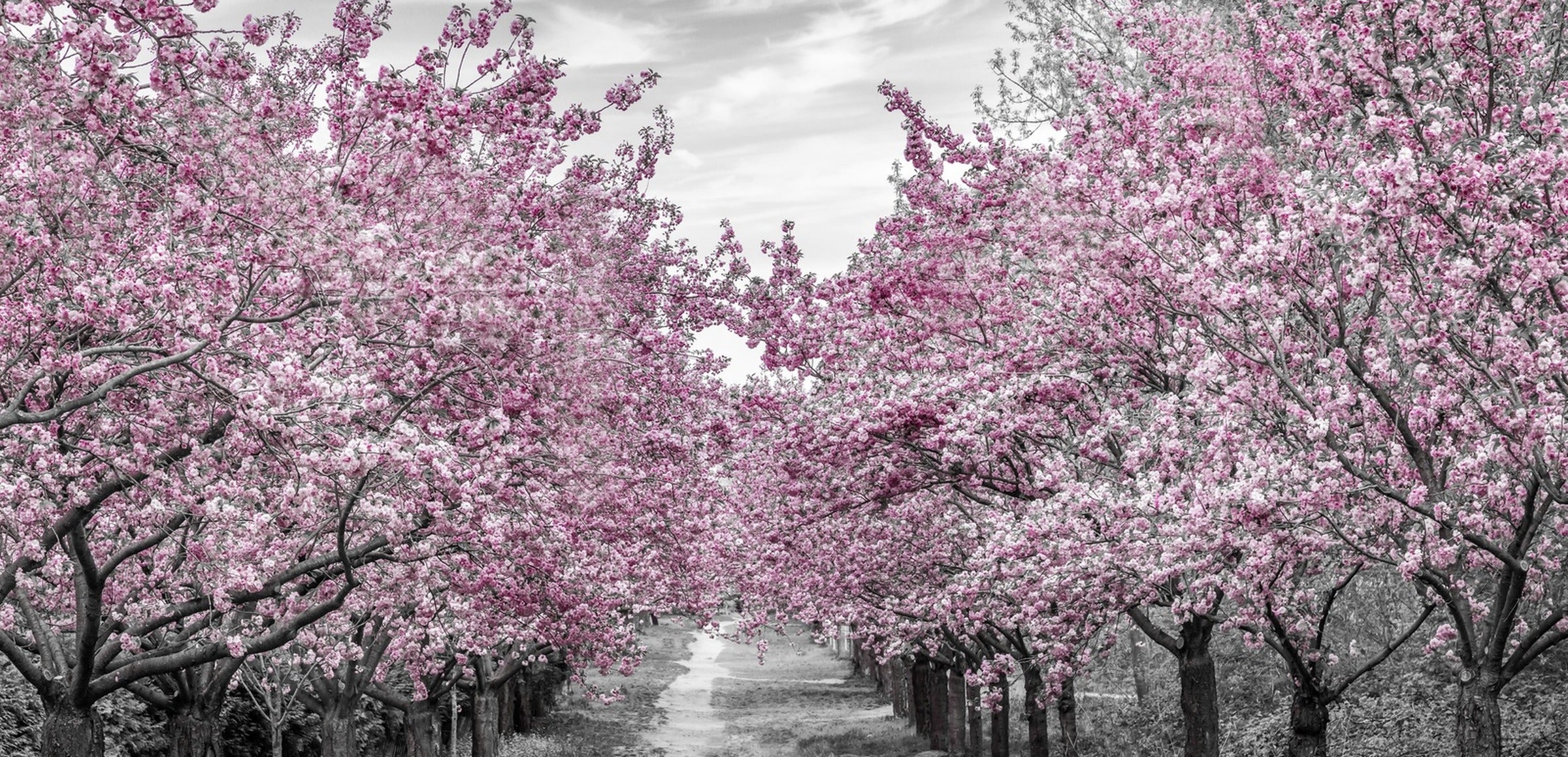 Melanie Viola collection hero - Charming Cherry Blossom Alley