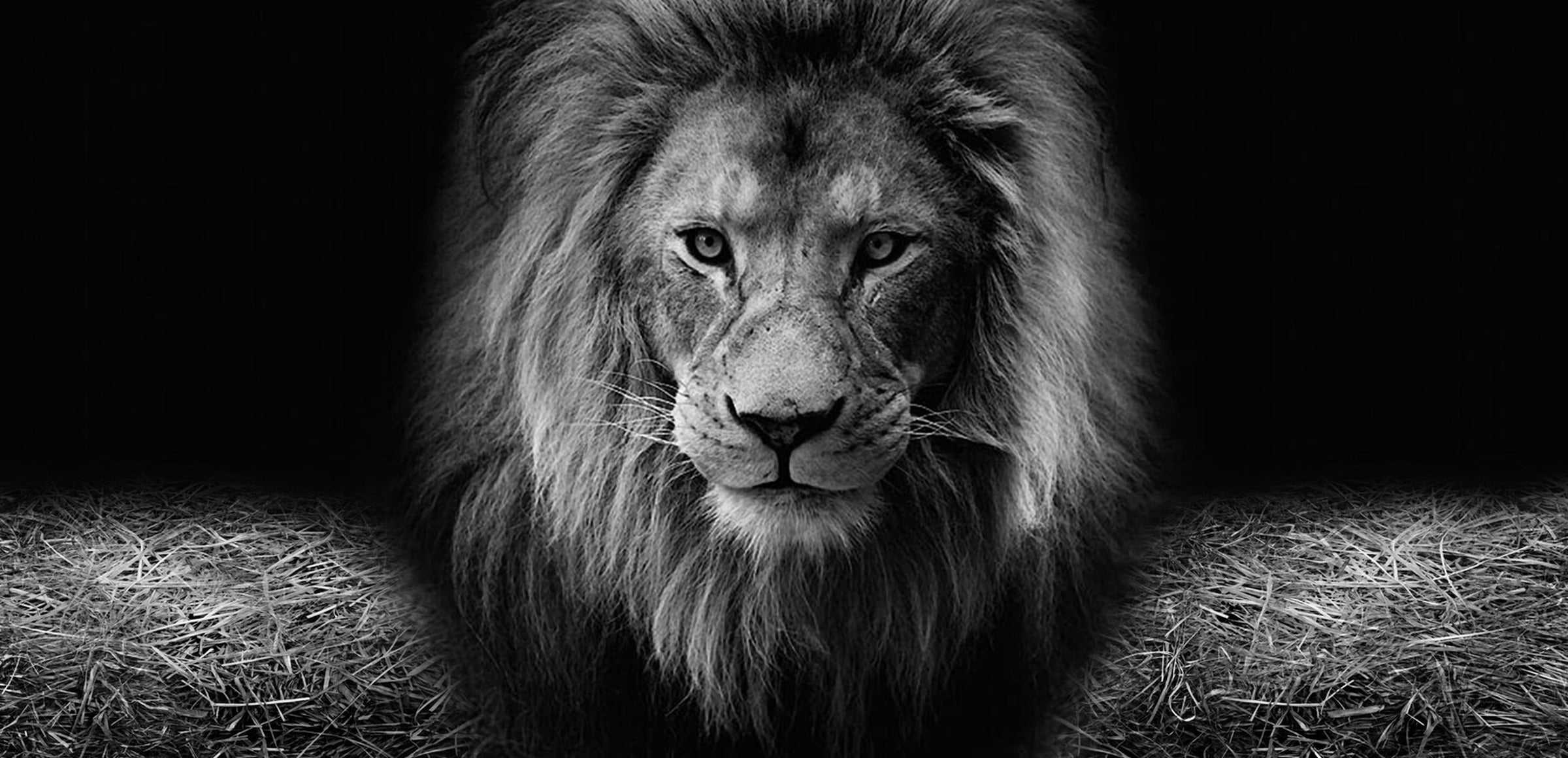 Animals collection hero - Lion Head