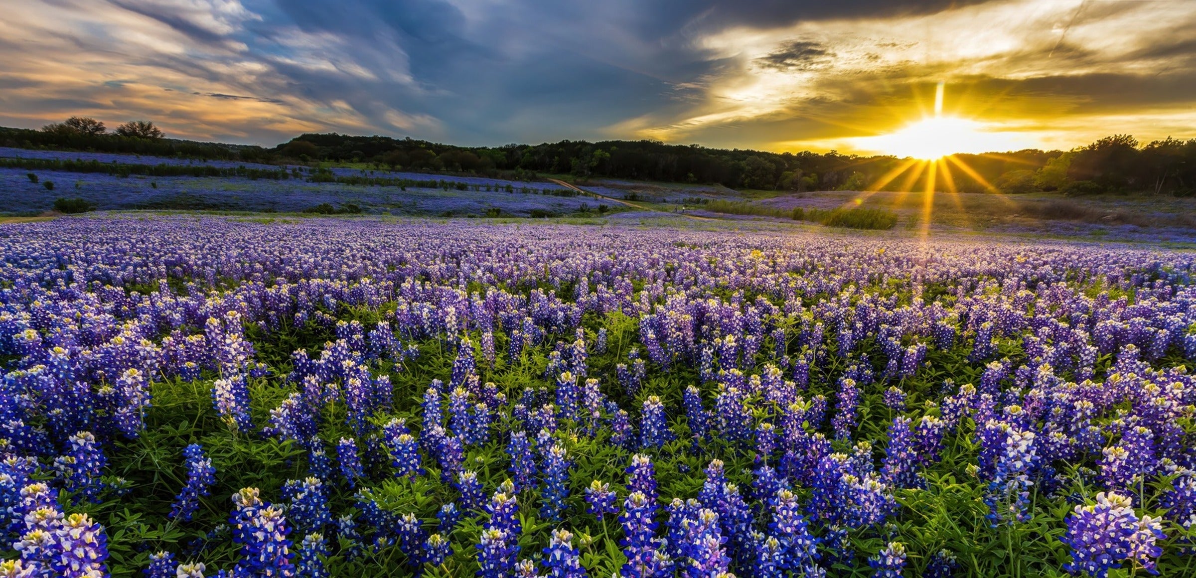 Texas collection hero - Texas Bluebonnet Field Muleshoe Bend