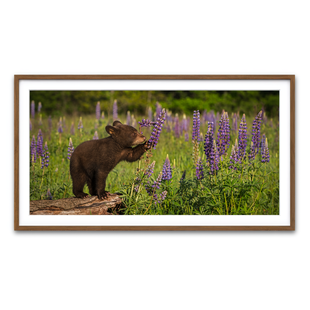 Framed Print 2x1 Walnut