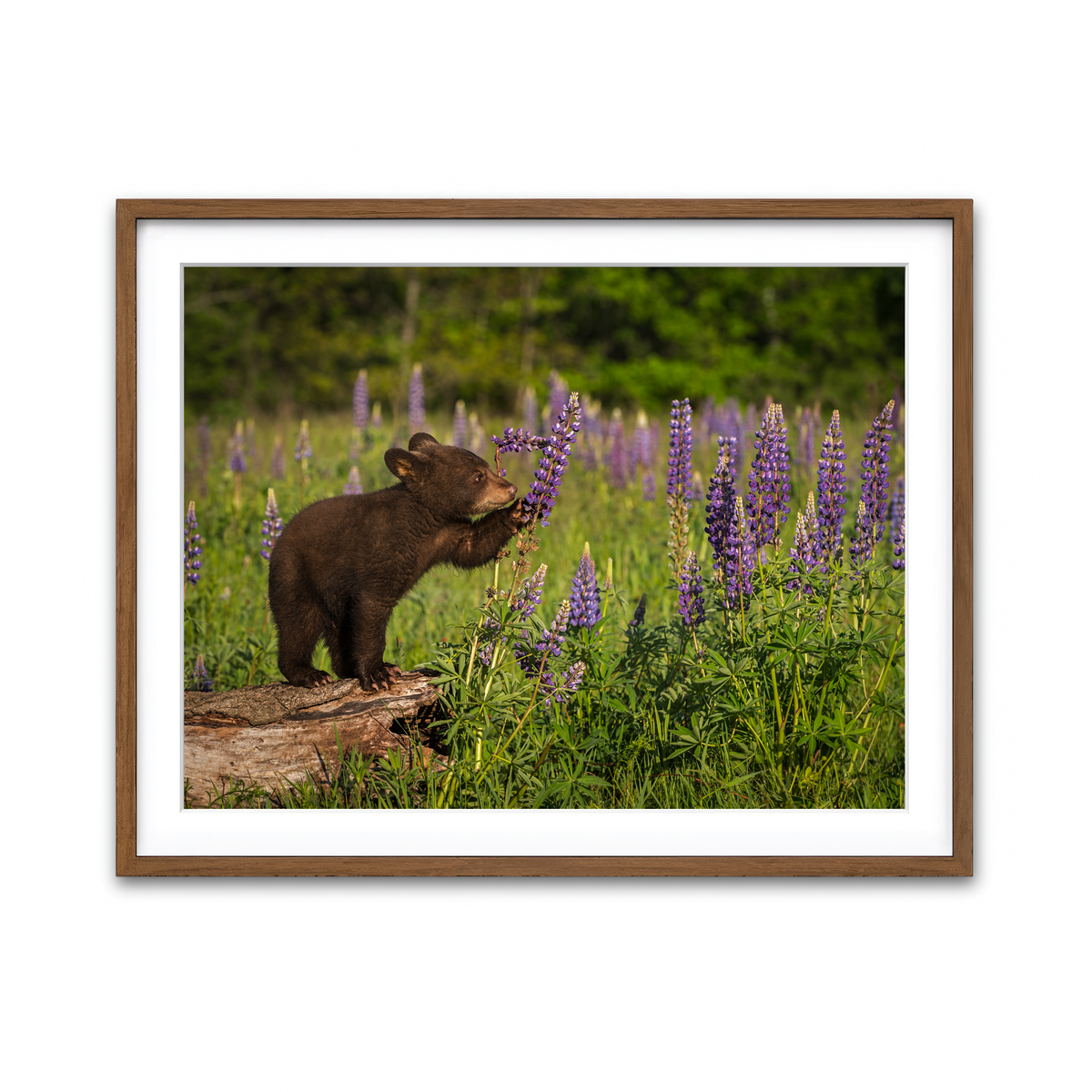 Framed Print 4x3 Walnut