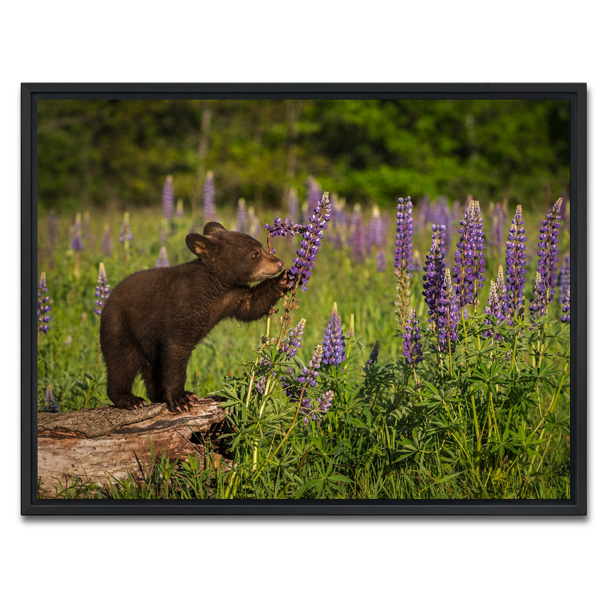 AUTO-MOCKUP WHITE | Black Bear Cub | 1 Piece | Black Framed Canvas | group=4x3