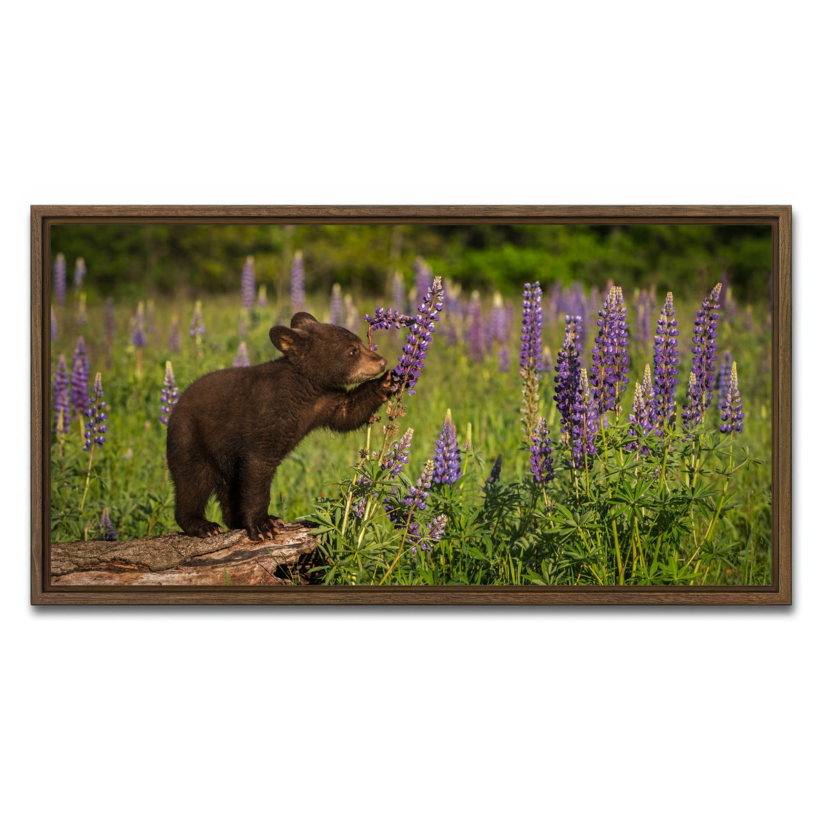 AUTO-MOCKUP WHITE | Black Bear Cub | 1 Piece | Walnut Framed Canvas | group=2x1