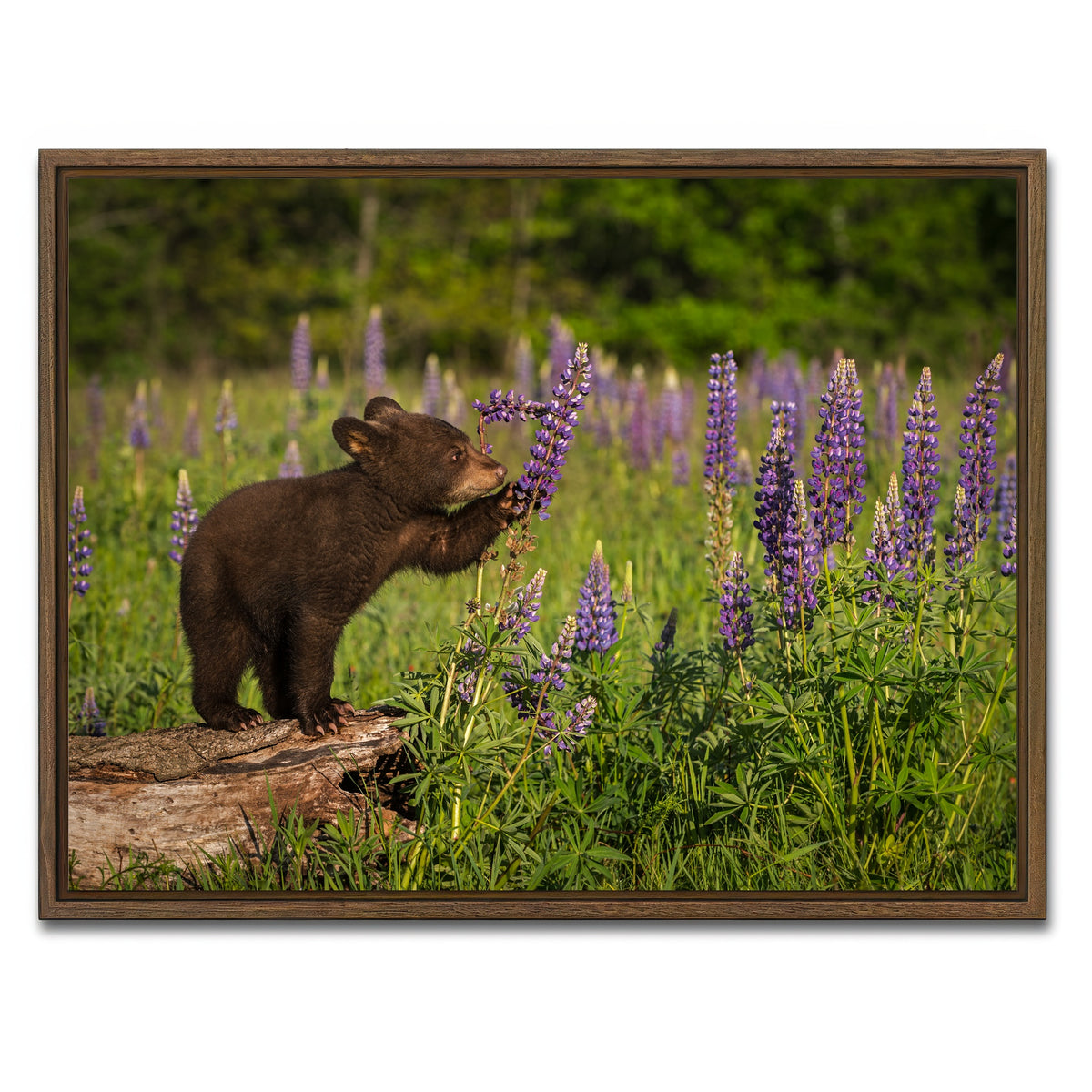 AUTO-MOCKUP WHITE | Black Bear Cub | 1 Piece | Walnut Framed Canvas | group=4x3