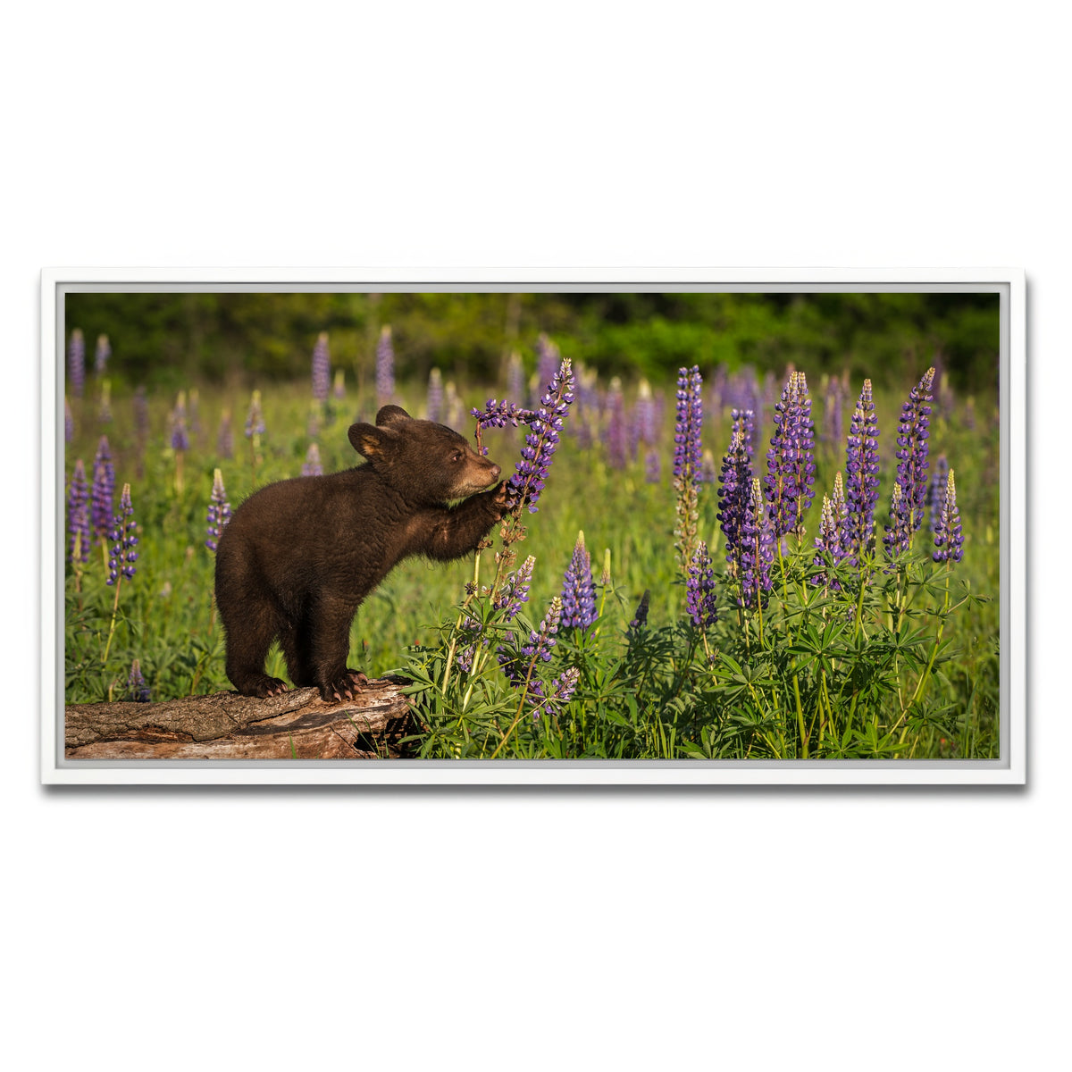 AUTO-MOCKUP WHITE | Black Bear Cub | 1 Piece | White Framed Canvas | group=2x1