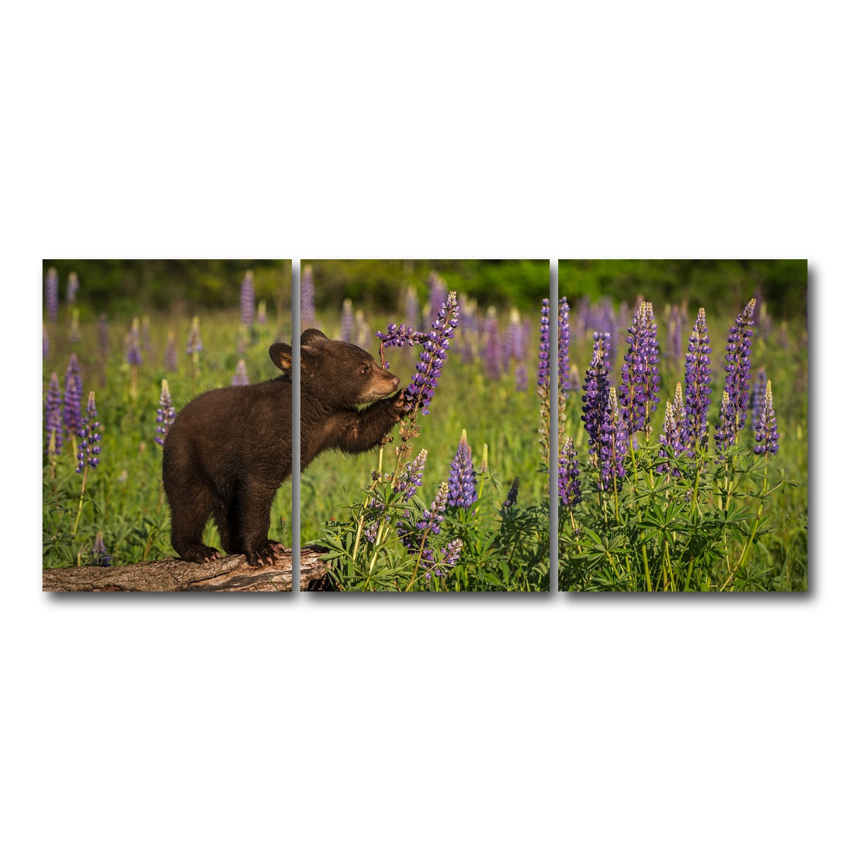 AUTO-MOCKUP WHITE | Black Bear Cub | 3 Piece | Gallery Wrap Canvas | group=18x24