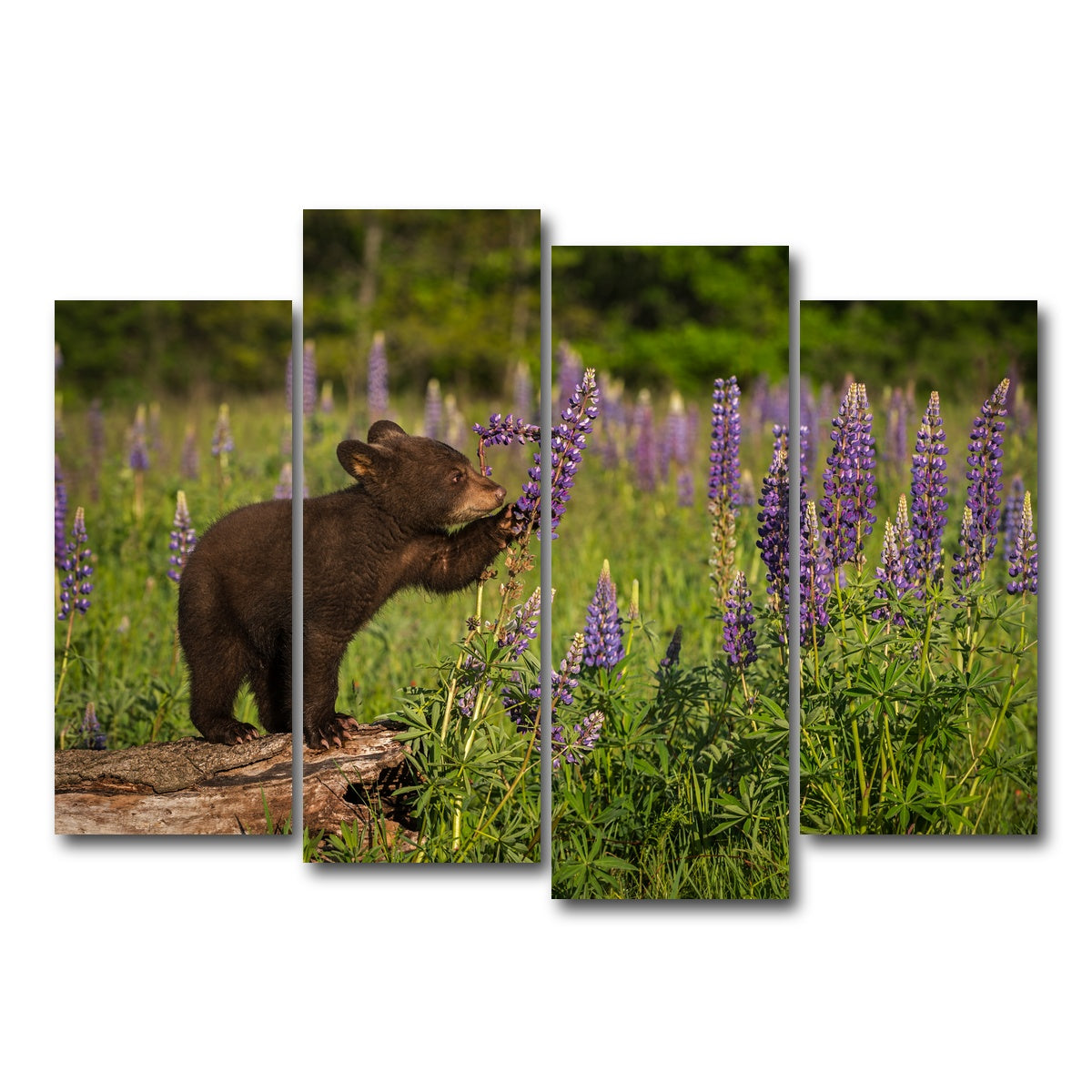 AUTO-MOCKUP WHITE | Black Bear Cub | 4 Piece | Gallery Wrap Canvas | group=4_normal
