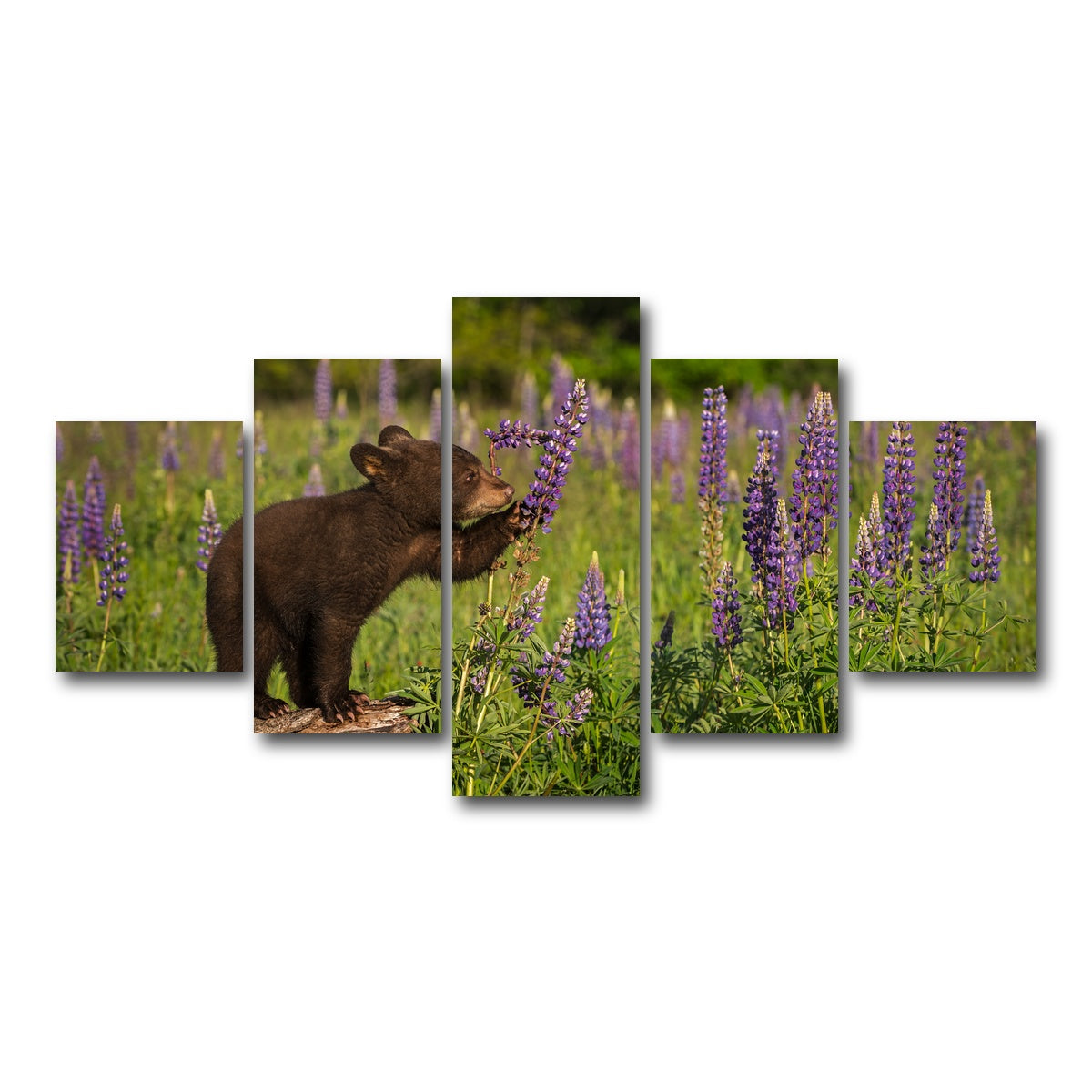 AUTO-MOCKUP WHITE | Black Bear Cub | 5 Piece | Gallery Wrap Canvas | group=5_short