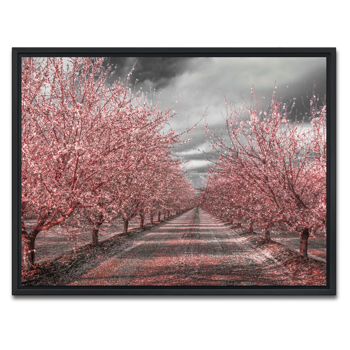 AUTO-MOCKUP WHITE | California Pink Blossoms | 1 Piece | Black Framed Canvas | group=4x3