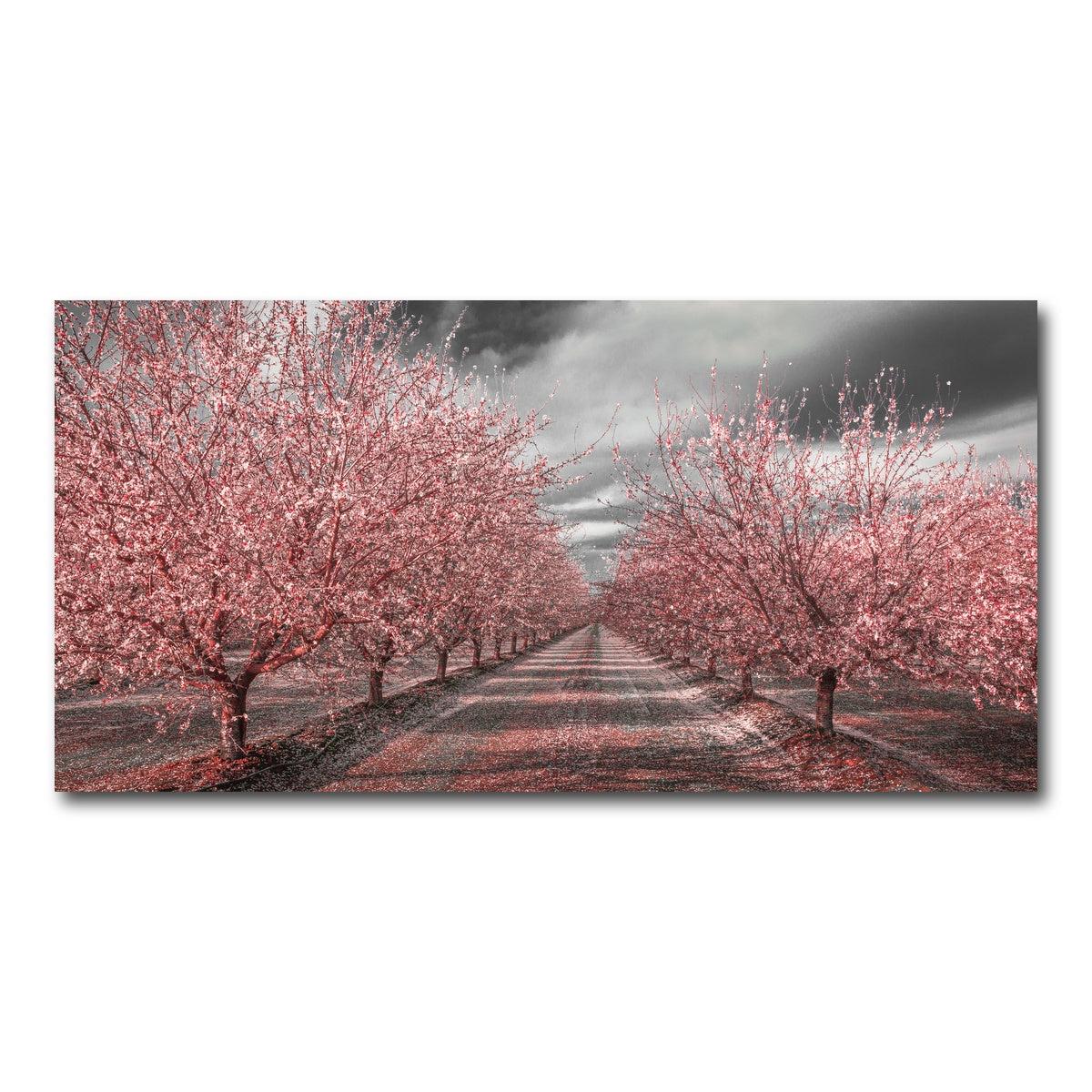 AUTO-MOCKUP WHITE | California Pink Blossoms | 1 Piece | Gallery Wrap Canvas | group=2x1