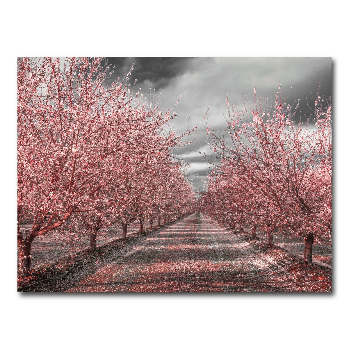AUTO-MOCKUP WHITE | California Pink Blossoms | 1 Piece | Gallery Wrap Canvas | group=4x3