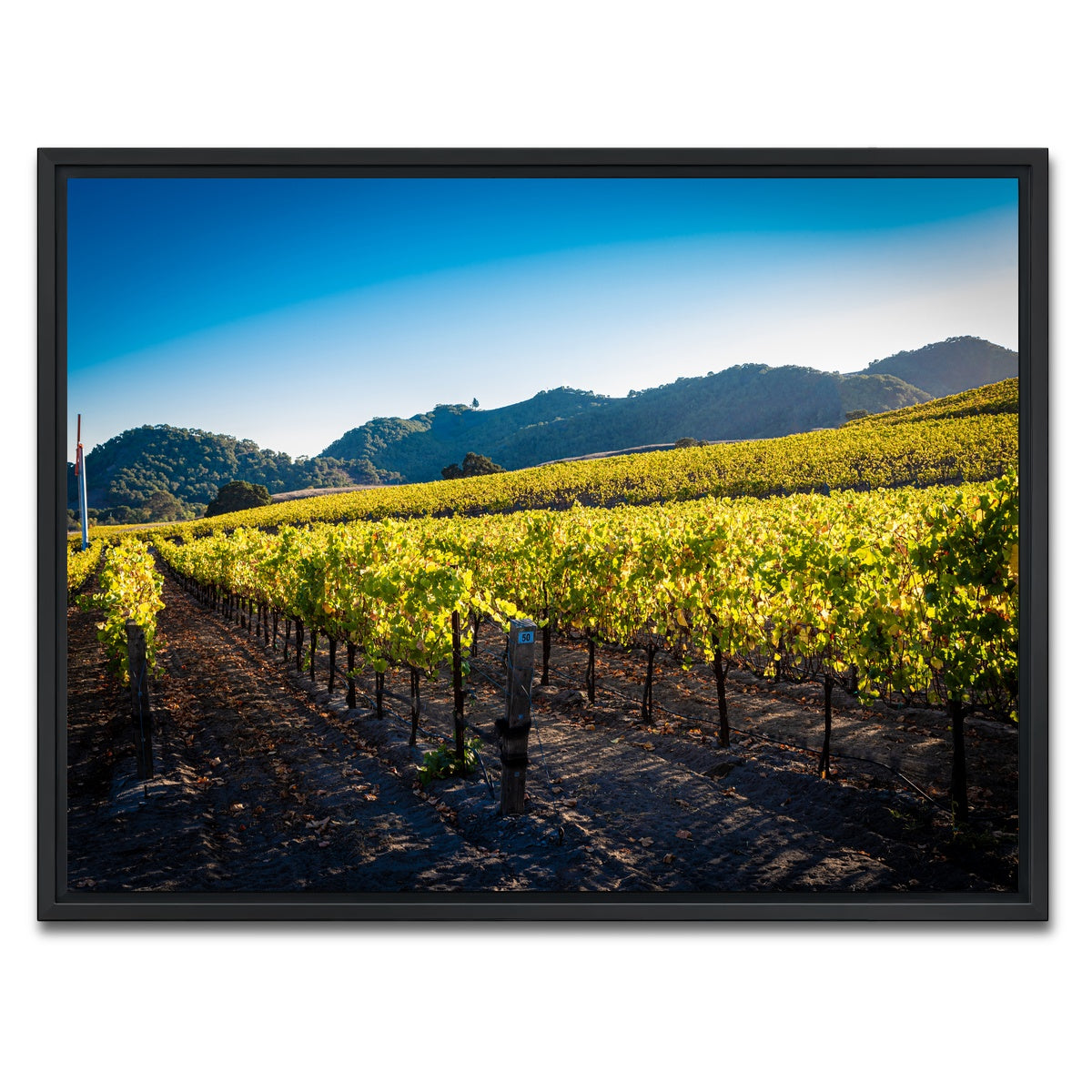 AUTO-MOCKUP WHITE | Central California Vineyard | 1 Piece | Black Framed Canvas | group=4x3