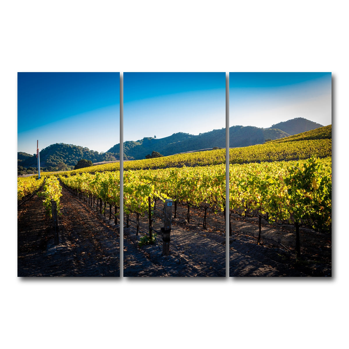 AUTO-MOCKUP WHITE | Central California Vineyard | 3 Piece | Gallery Wrap Canvas | group=12x24