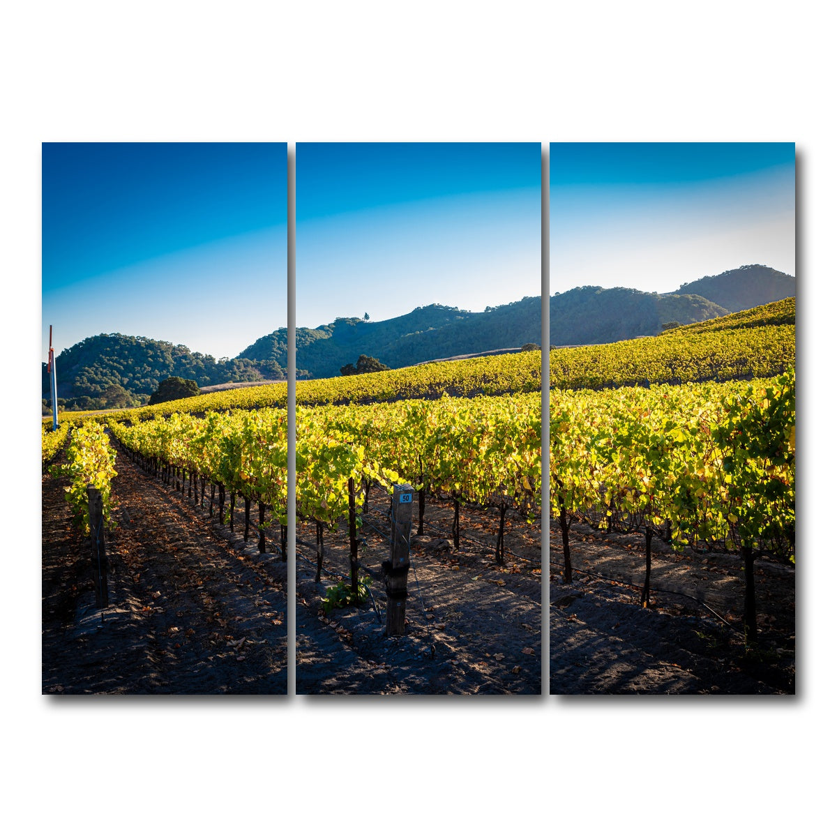 AUTO-MOCKUP WHITE | Central California Vineyard | 3 Piece | Gallery Wrap Canvas | group=8x18