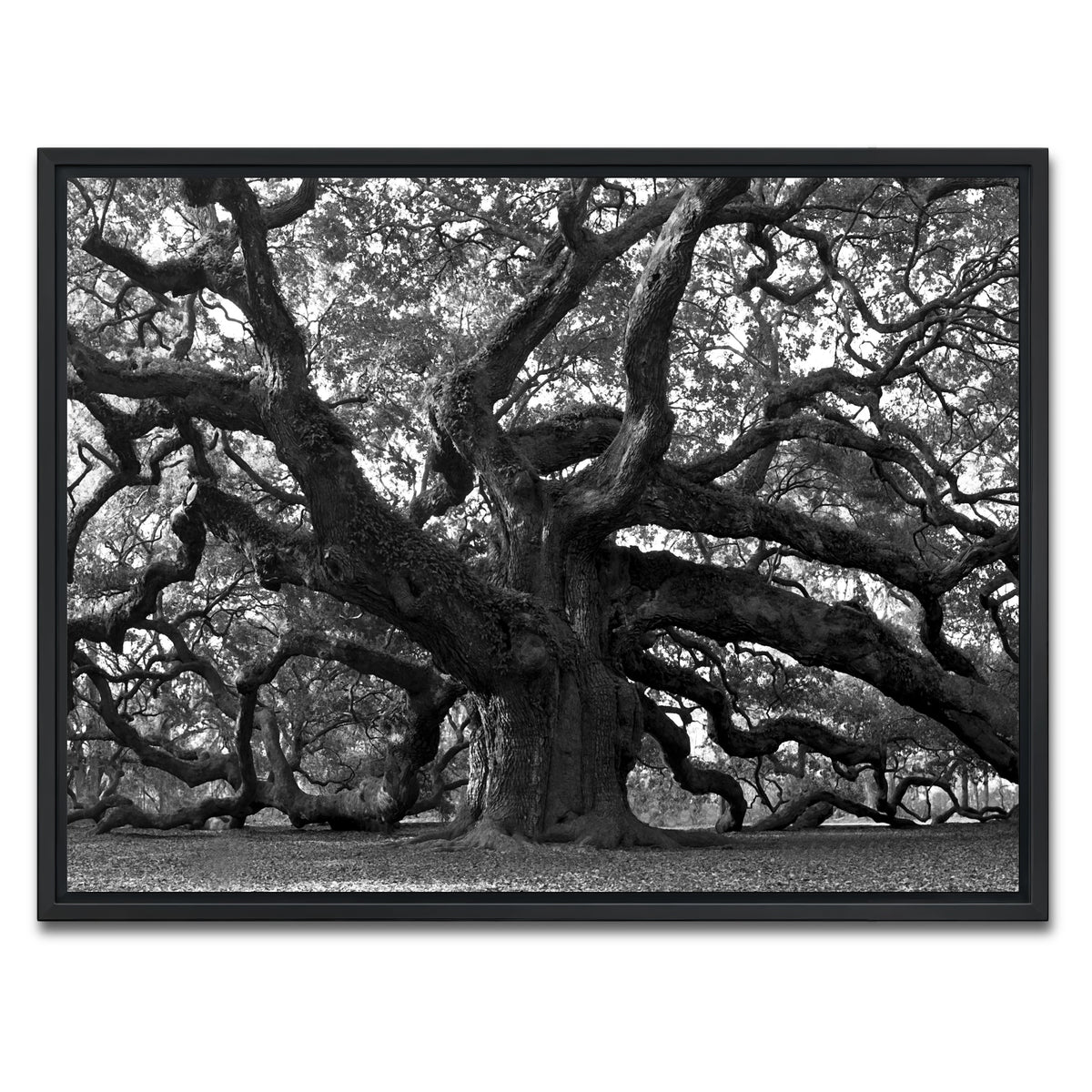 AUTO-MOCKUP WHITE | Charleston angel oak grayscale | 1 Piece | Black Frame | group=4x3