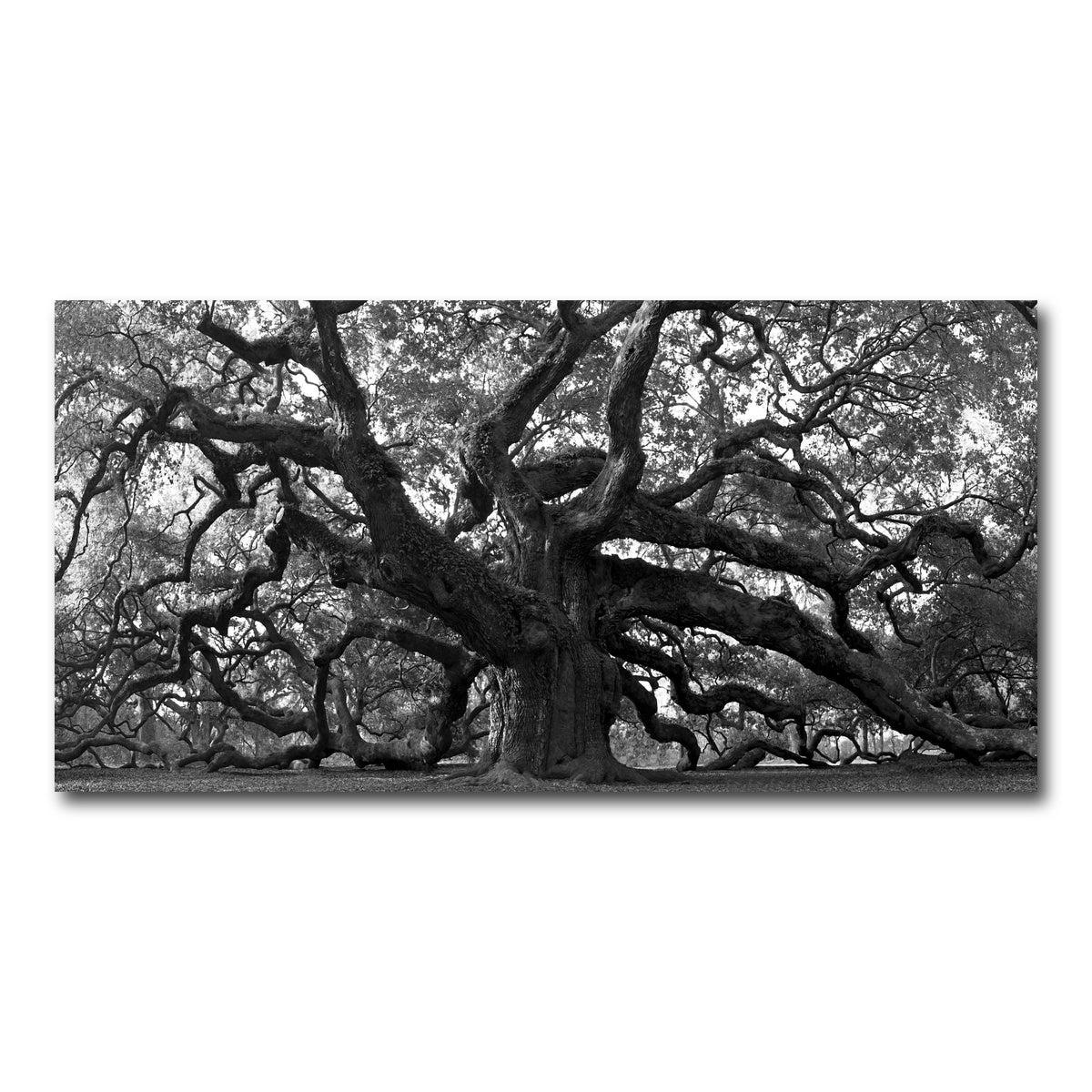 AUTO-MOCKUP WHITE | Charleston angel oak grayscale | 1 Piece | Gallery Wrapped | group=2x1