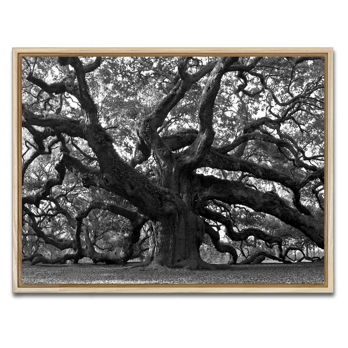 AUTO-MOCKUP WHITE | Charleston angel oak grayscale | 1 Piece | Natural Frame | group=4x3