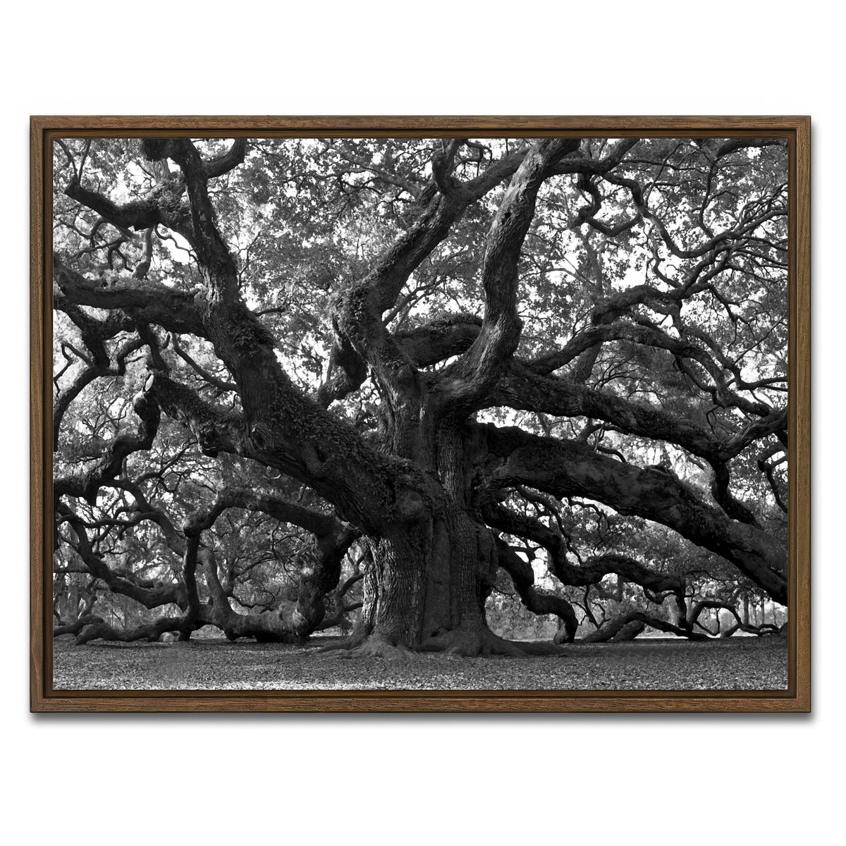 AUTO-MOCKUP WHITE | Charleston angel oak grayscale | 1 Piece | Walnut Frame | group=4x3