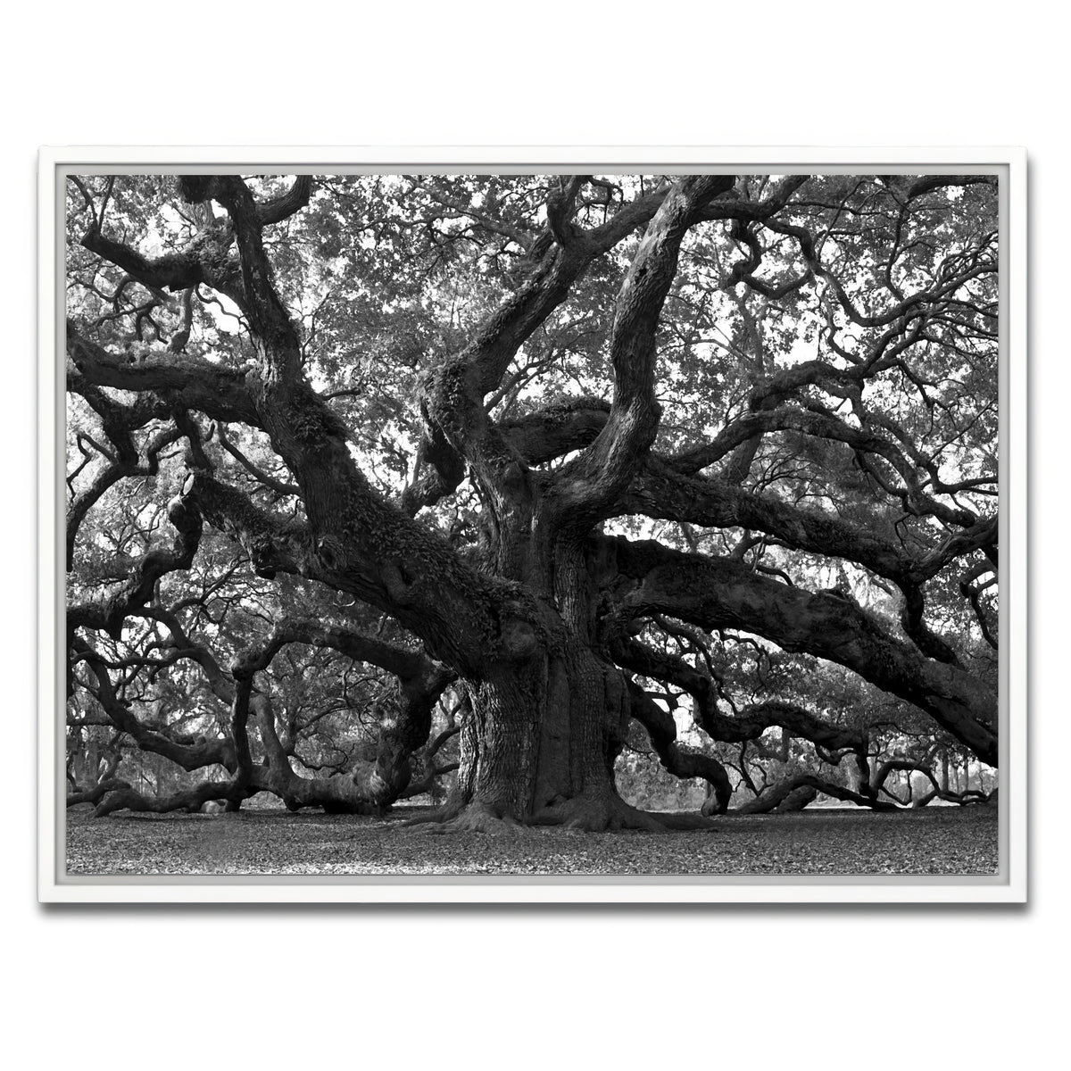 AUTO-MOCKUP WHITE | Charleston angel oak grayscale | 1 Piece | White Frame | group=4x3