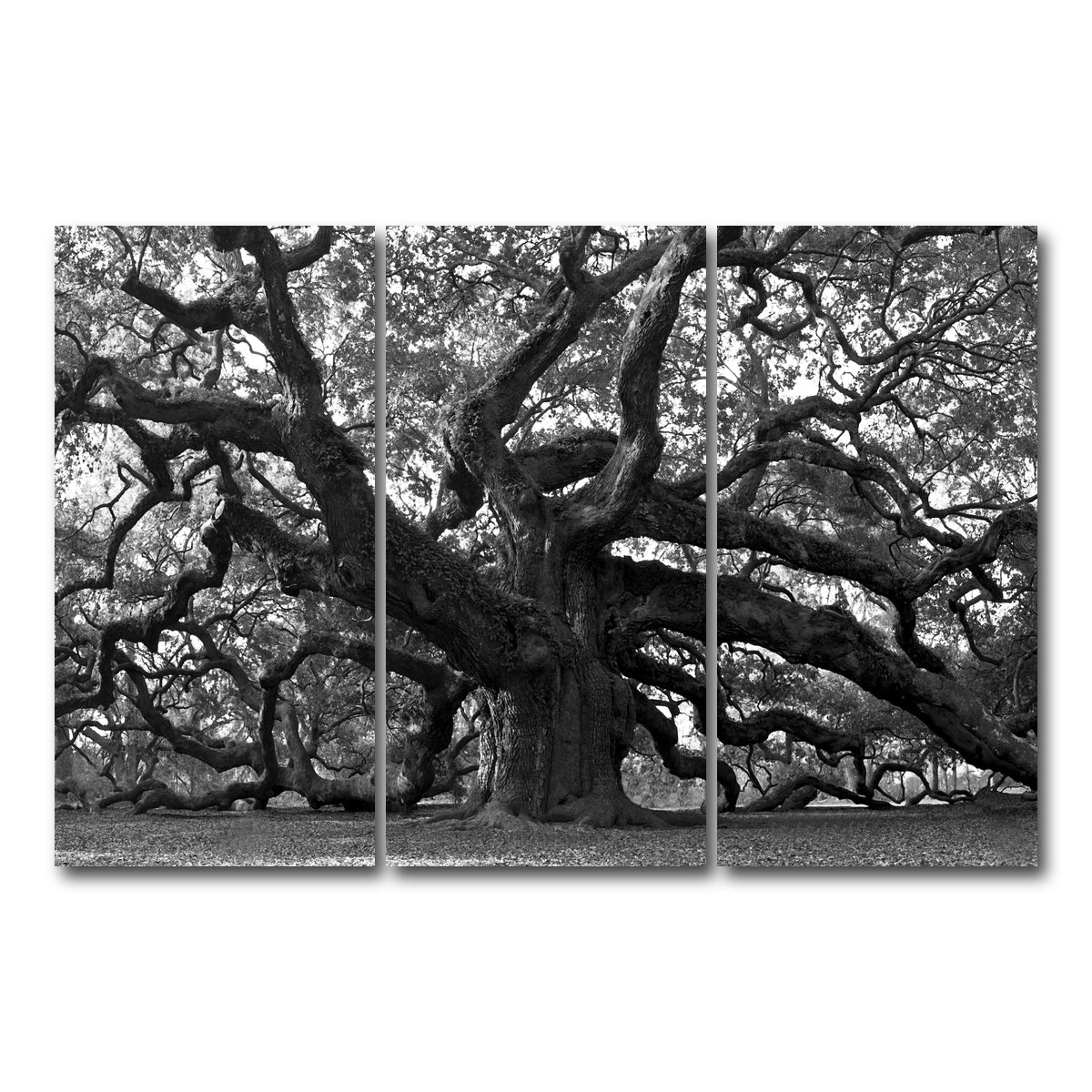 AUTO-MOCKUP WHITE | Charleston angel oak grayscale | 3 Piece | Gallery Wrapped | group=12x24
