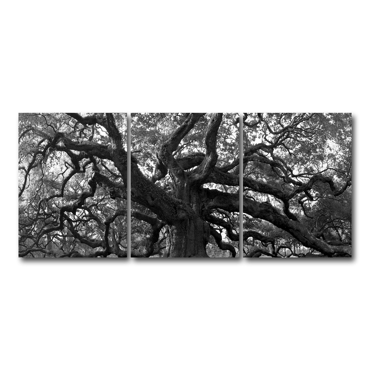 AUTO-MOCKUP WHITE | Charleston angel oak grayscale | 3 Piece | Gallery Wrapped | group=18x24