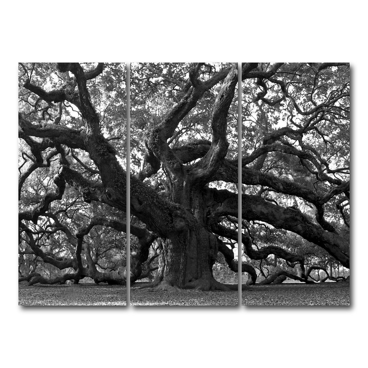 AUTO-MOCKUP WHITE | Charleston angel oak grayscale | 3 Piece | Gallery Wrapped | group=8x18