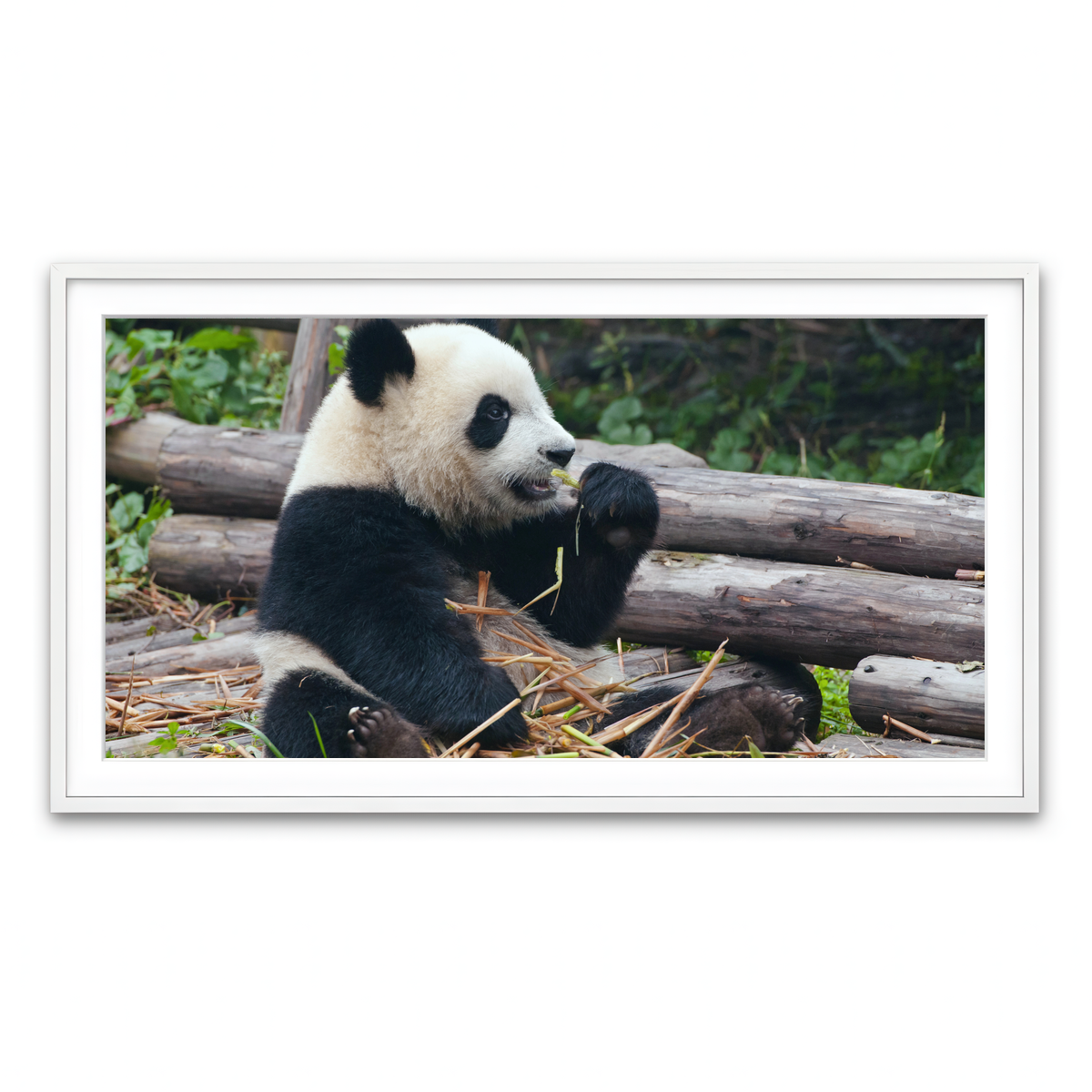 Framed Print 2x1 White