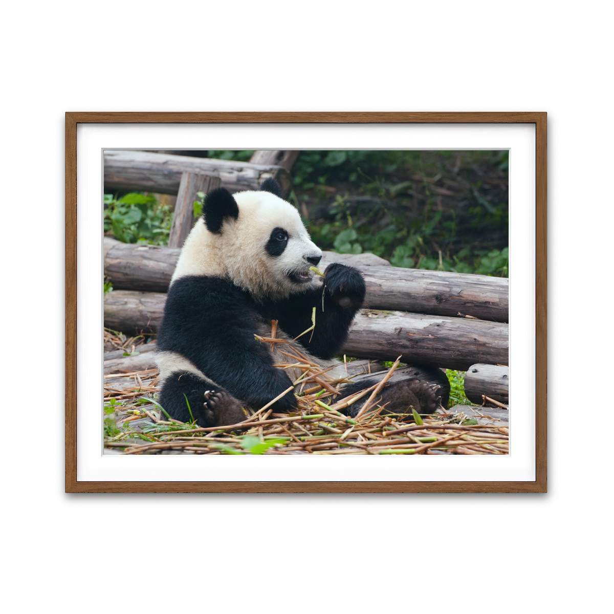 Framed Print 4x3 Walnut