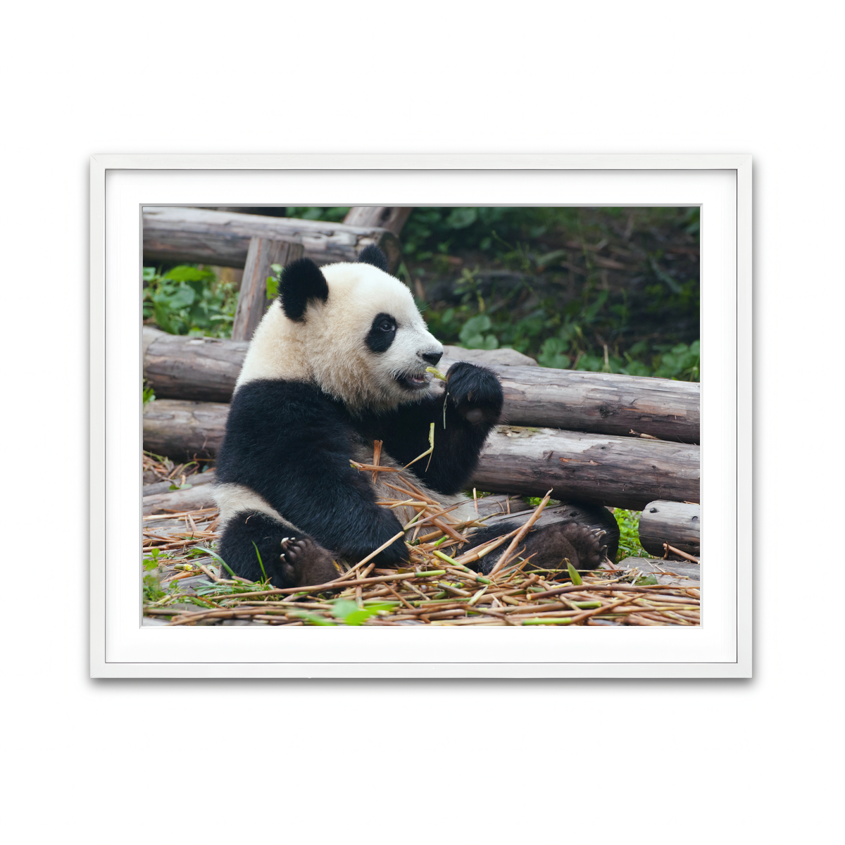 Framed Print 4x3 White