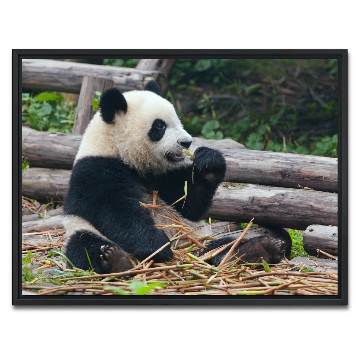 AUTO-MOCKUP WHITE | Panda bear eating bamboo | 1 Piece | Black Framed Canvas | group=4x3