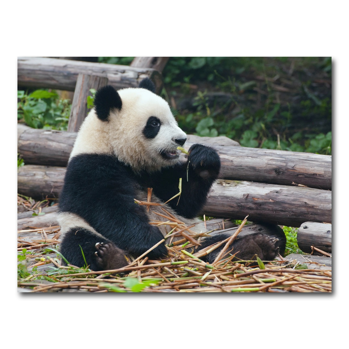 AUTO-MOCKUP WHITE | Panda bear eating bamboo | 1 Piece | Gallery Wrap Canvas | group=4x3