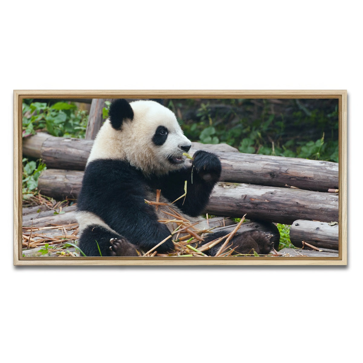 AUTO-MOCKUP WHITE | Panda bear eating bamboo | 1 Piece | Natural Framed Canvas | group=2x1