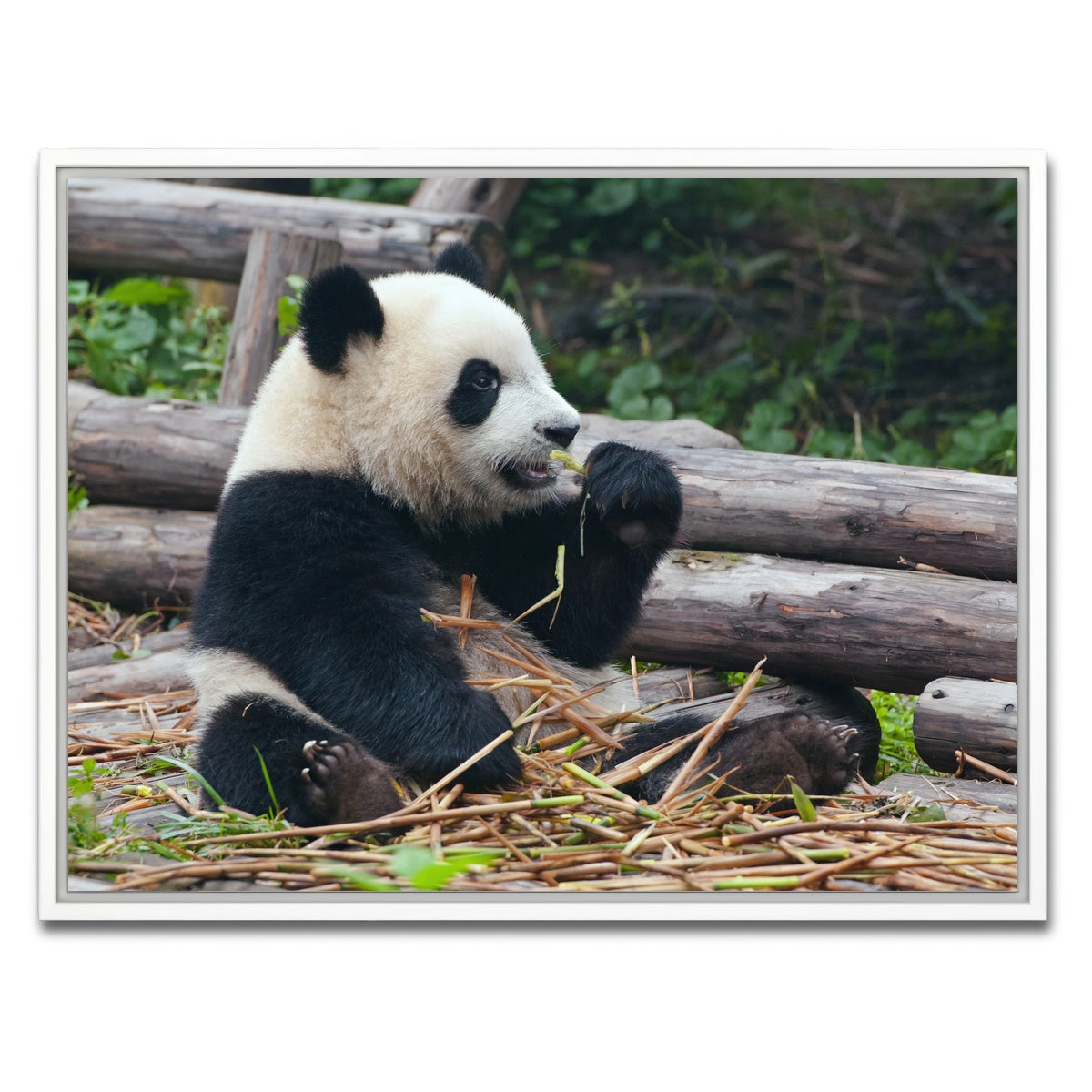 AUTO-MOCKUP WHITE | Panda bear eating bamboo | 1 Piece | White Framed Canvas | group=4x3