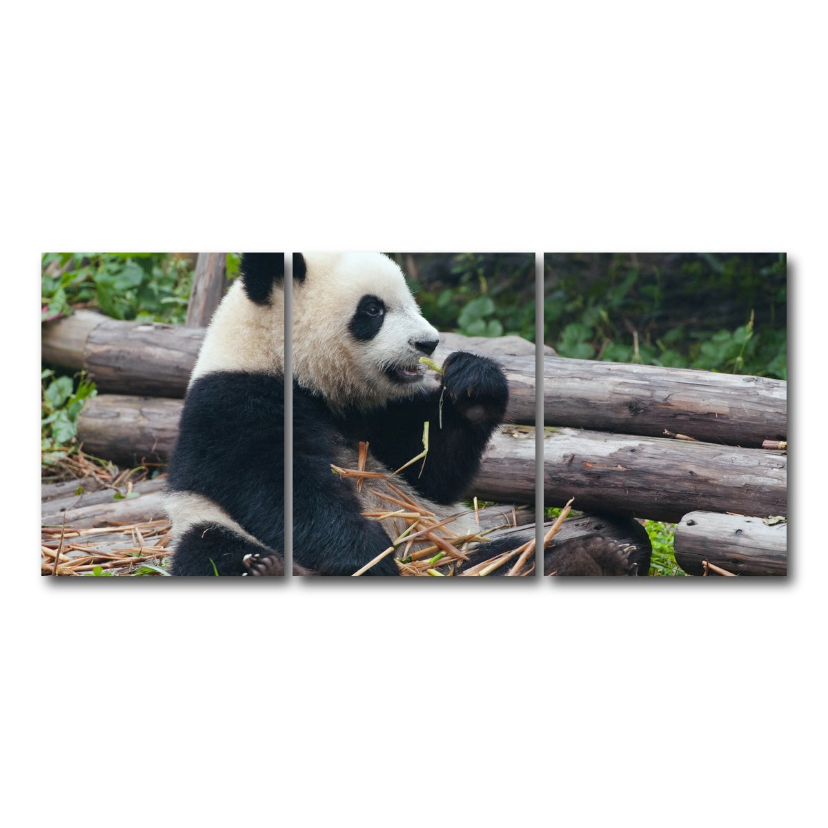 AUTO-MOCKUP WHITE | Panda bear eating bamboo | 3 Piece | Gallery Wrap Canvas | group=18x24