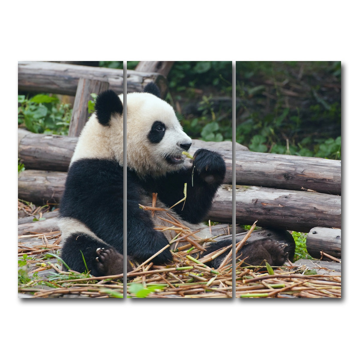 AUTO-MOCKUP WHITE | Panda bear eating bamboo | 3 Piece | Gallery Wrap Canvas | group=8x18