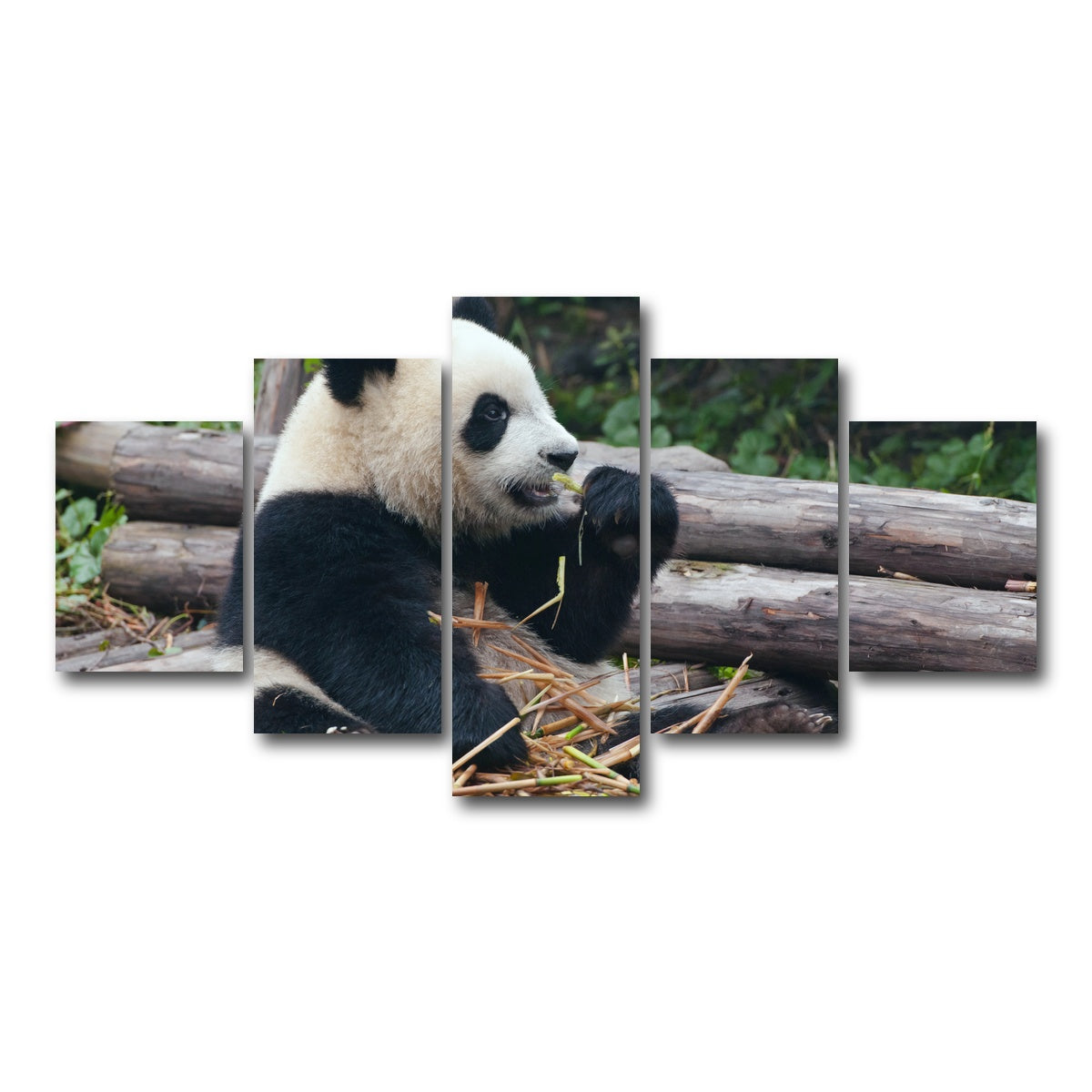 AUTO-MOCKUP WHITE | Panda bear eating bamboo | 5 Piece | Gallery Wrap Canvas | group=5_short