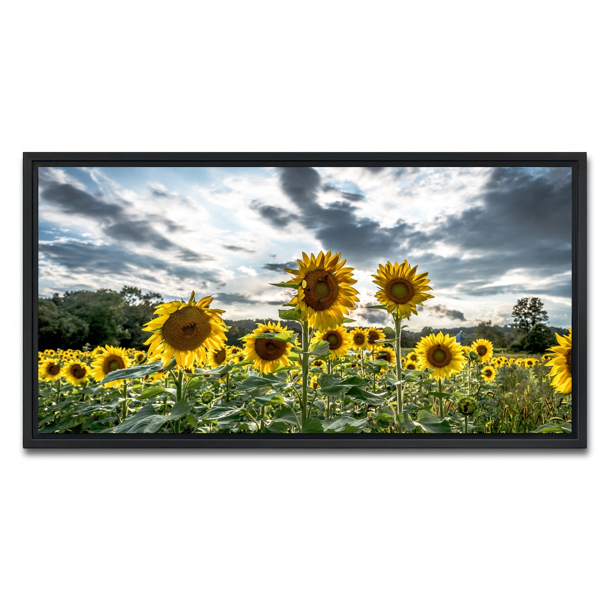 AUTO-MOCKUP WHITE | Sunflowers | 1 Piece | Black Framed Canvas | group=2x1