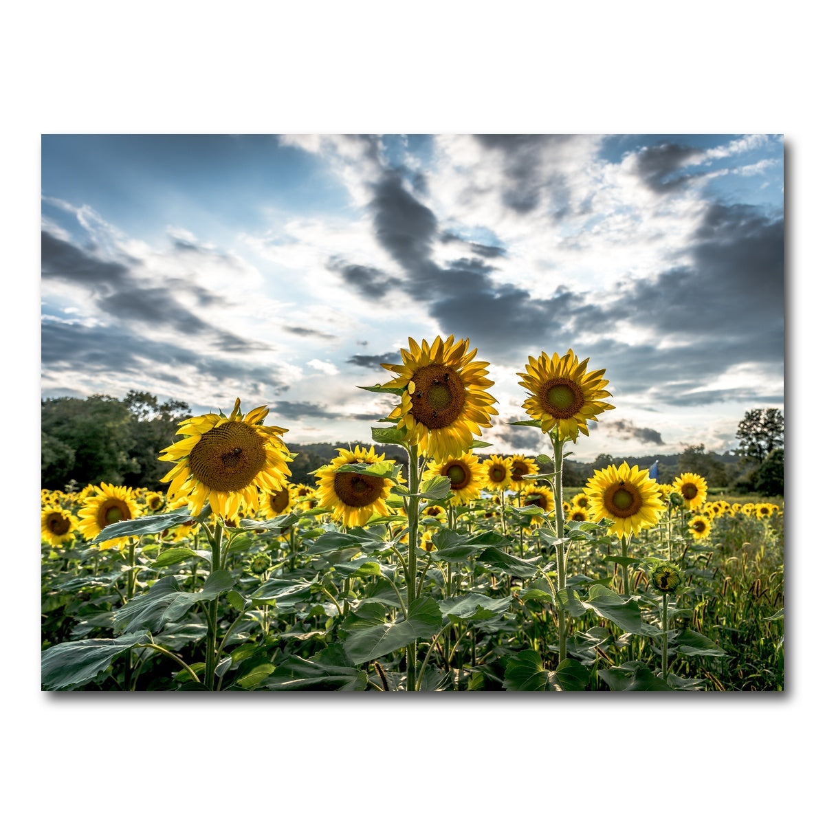 AUTO-MOCKUP WHITE | Sunflowers | 1 Piece | Gallery Wrap Canvas | group=4x3