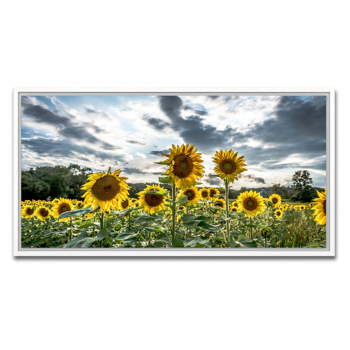 AUTO-MOCKUP WHITE | Sunflowers | 1 Piece | White Framed Canvas | group=2x1