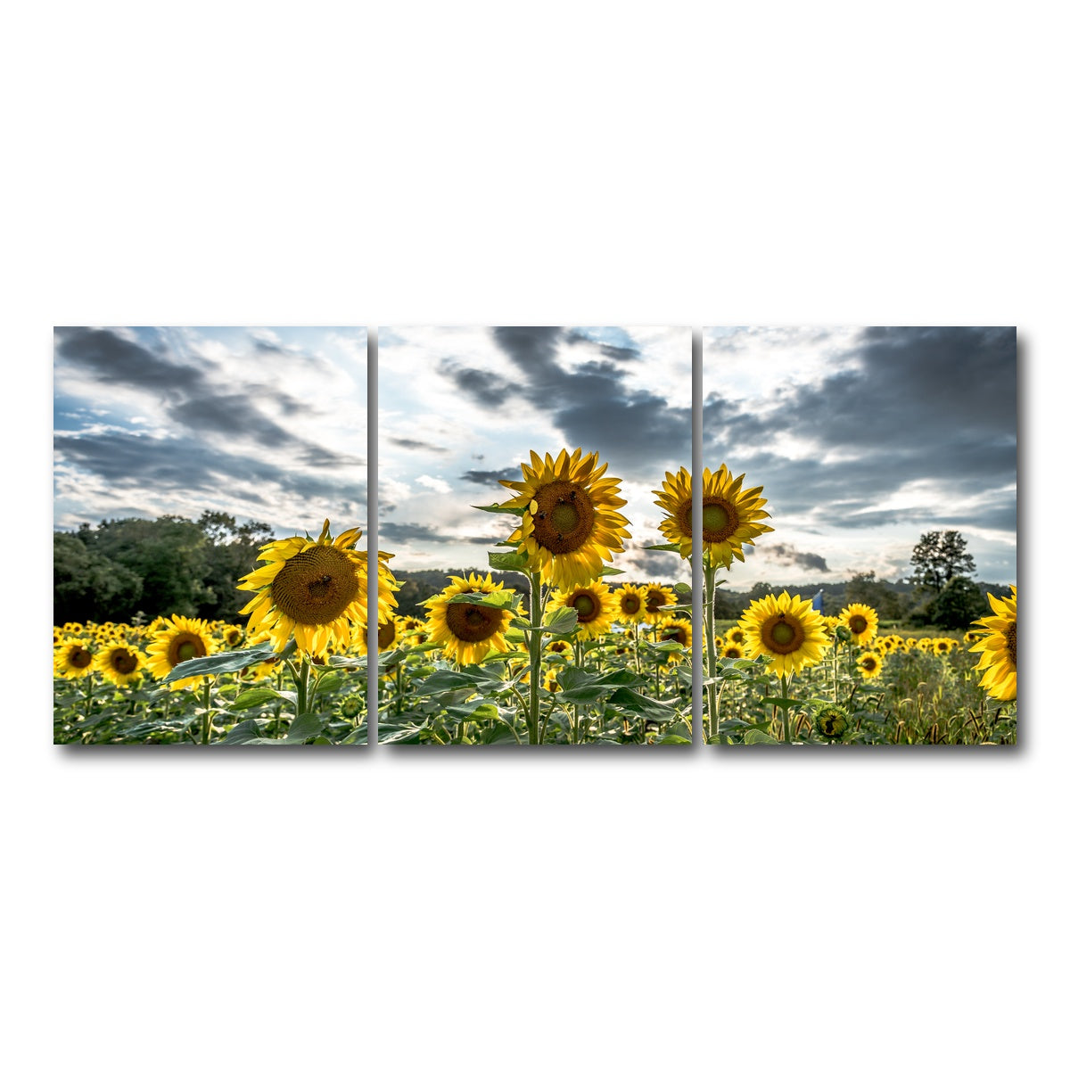 AUTO-MOCKUP WHITE | Sunflowers | 3 Piece | Gallery Wrap Canvas | group=18x24