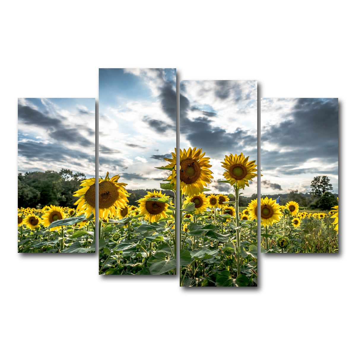 AUTO-MOCKUP WHITE | Sunflowers | 4 Piece | Gallery Wrap Canvas | group=4_short