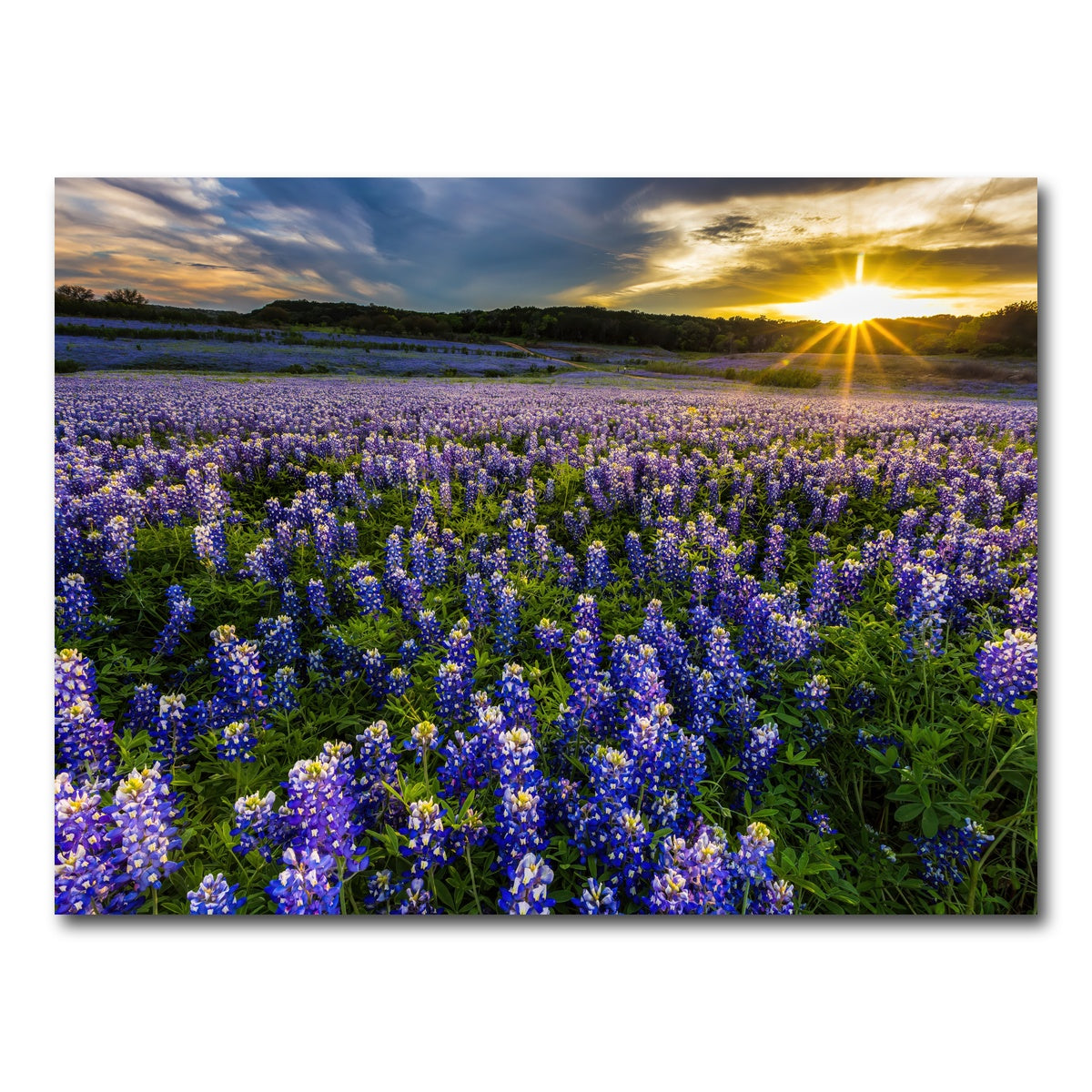 AUTO-MOCKUP WHITE | Texas bluebonnet field Muleshoe Bend | 1 Piece | Gallery Wrap Canvas | group=4x3