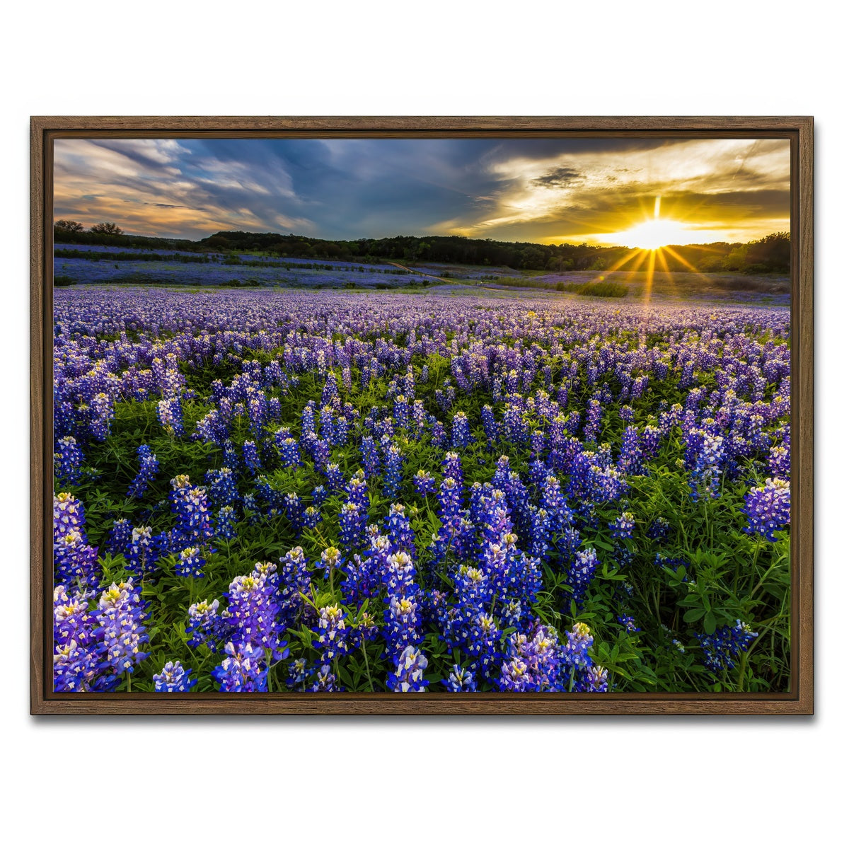 AUTO-MOCKUP WHITE | Texas bluebonnet field Muleshoe Bend | 1 Piece | Walnut Framed Canvas | group=4x3