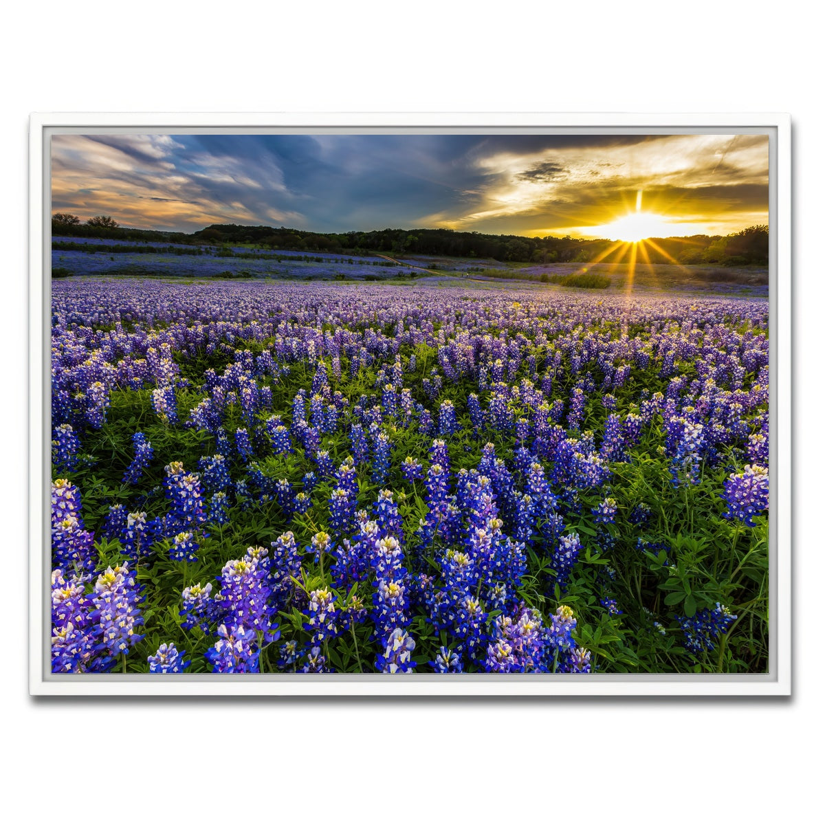 AUTO-MOCKUP WHITE | Texas bluebonnet field Muleshoe Bend | 1 Piece | White Framed Canvas | group=4x3