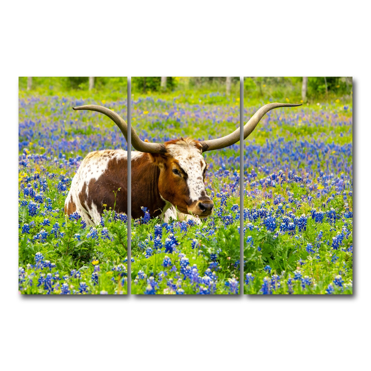AUTO-MOCKUP WHITE | Texas longhorn bull | 3 Piece | Gallery Wrap Canvas | group=12x24