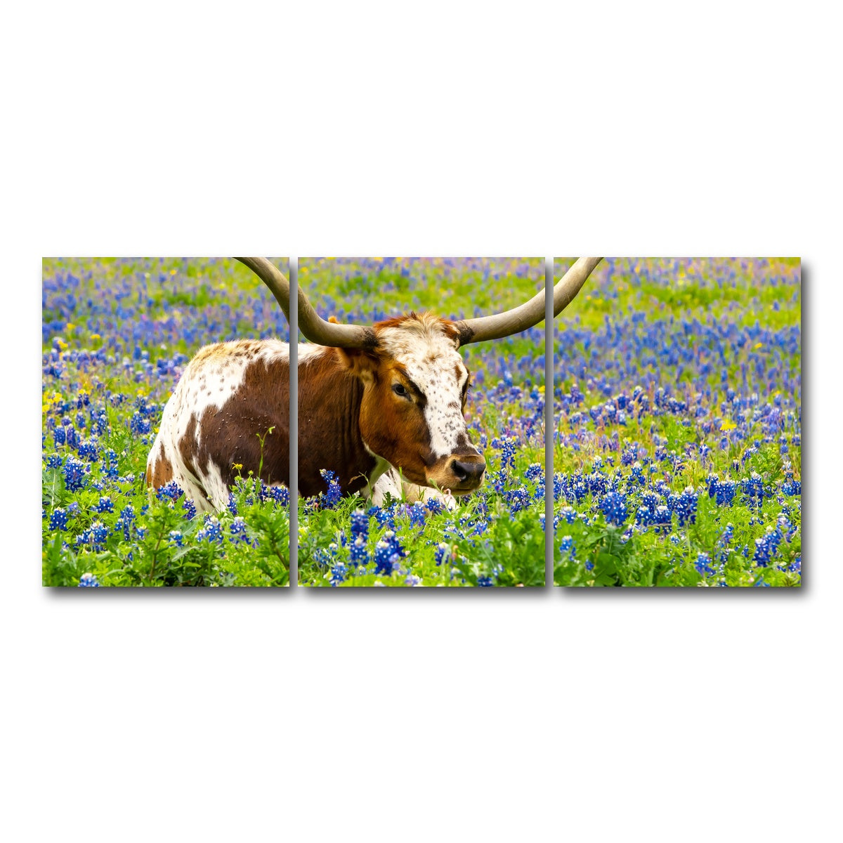 AUTO-MOCKUP WHITE | Texas longhorn bull | 3 Piece | Gallery Wrap Canvas | group=18x24