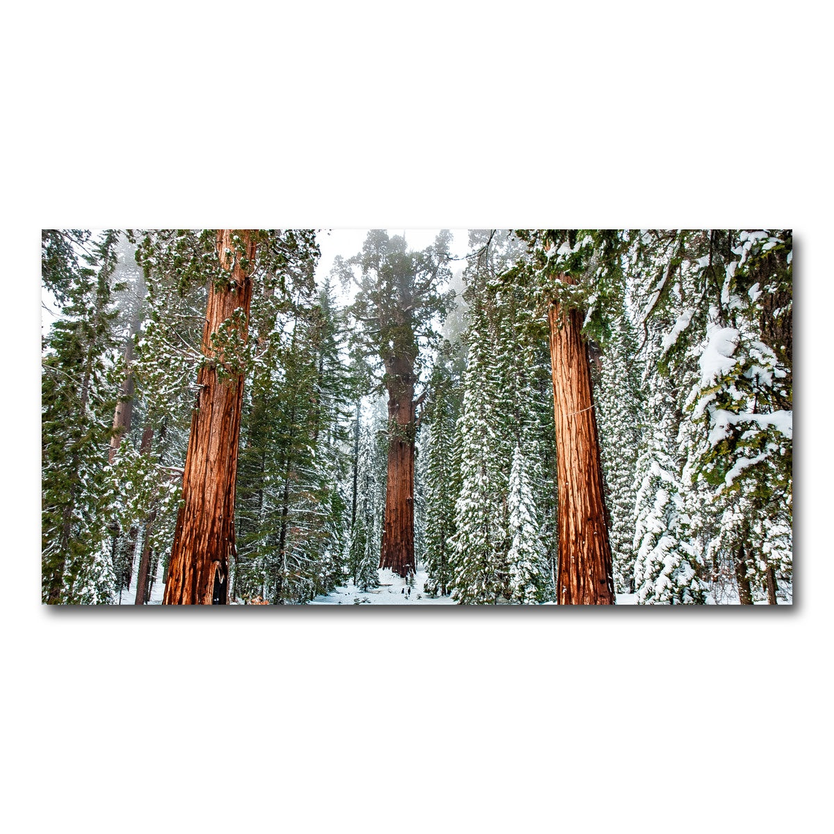 AUTO-MOCKUP WHITE | The General | 1 Piece | Gallery Wrap Canvas | group=2x1