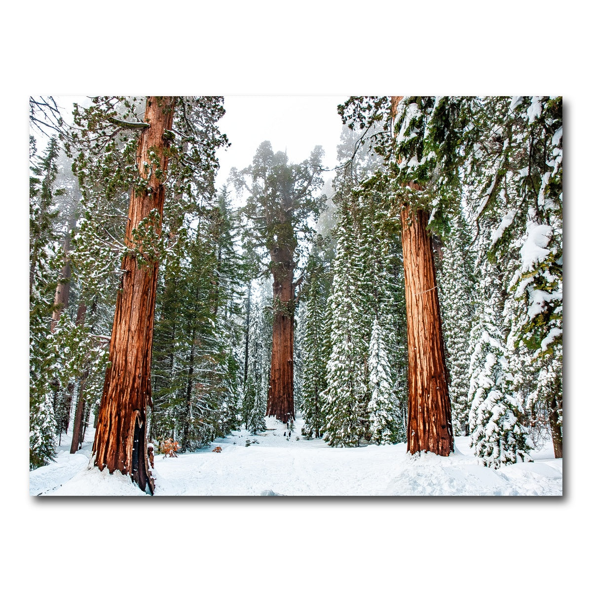 AUTO-MOCKUP WHITE | The General | 1 Piece | Gallery Wrap Canvas | group=4x3